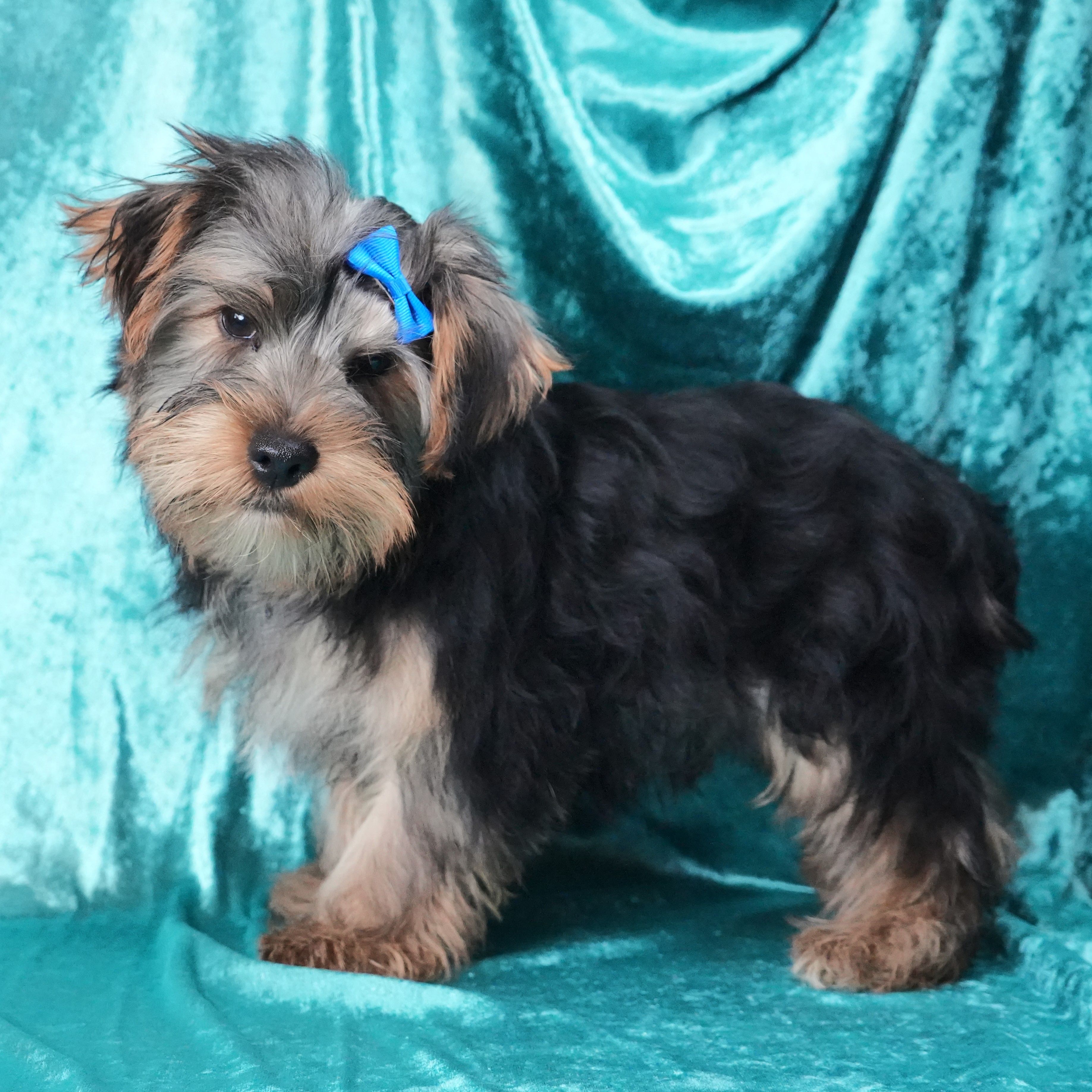 Spike – Yorkshire Terrier puppy for sale in Rock Valley, IA