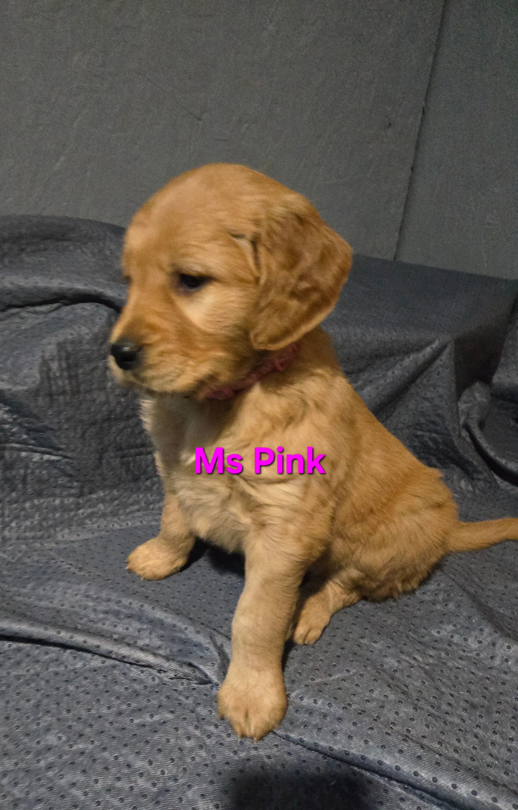 Ms Pink – Golden Retriever puppy for sale in Marysville, WA