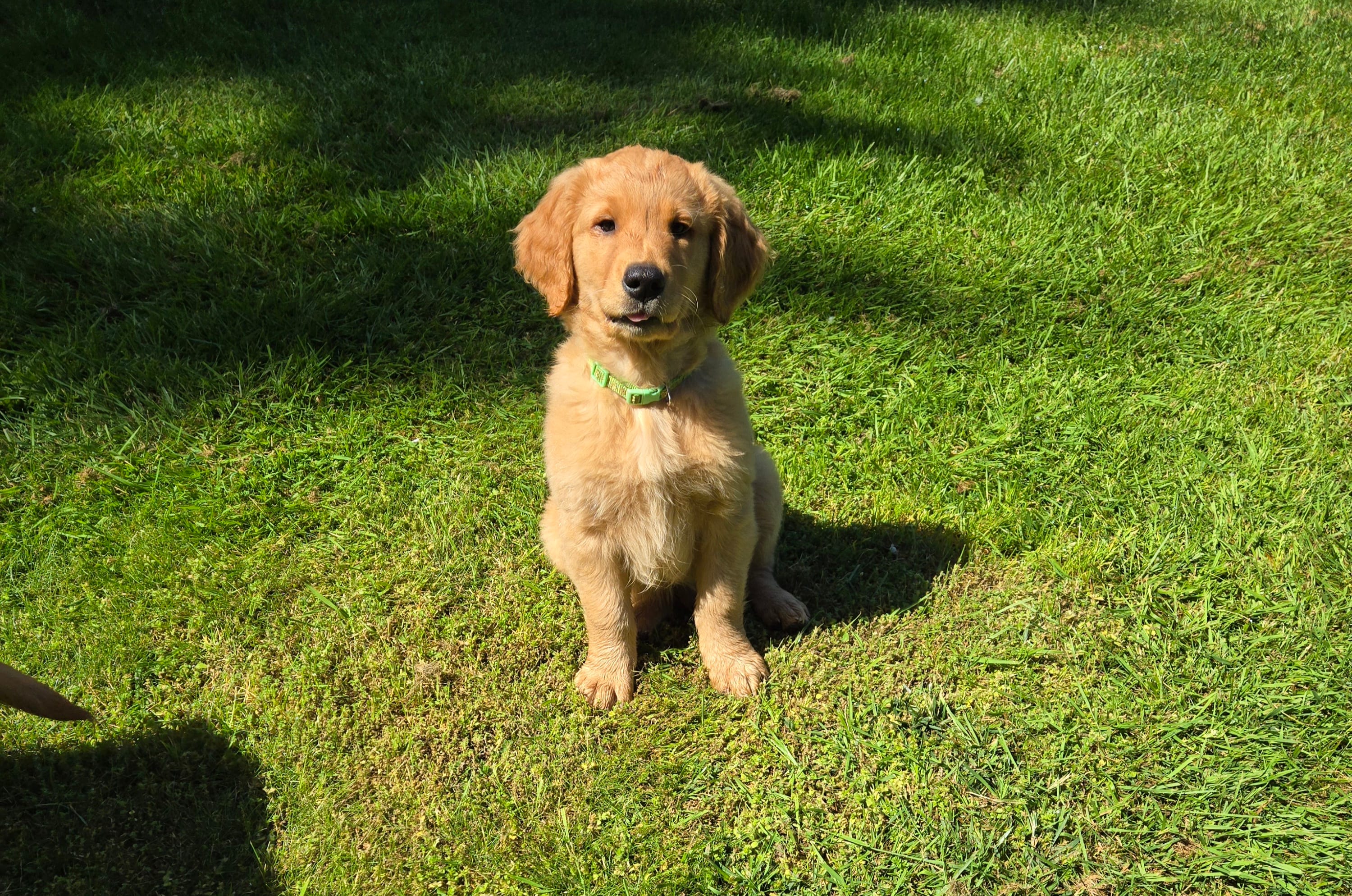 Mr Green – Golden Retriever puppy for sale in Marysville, WA