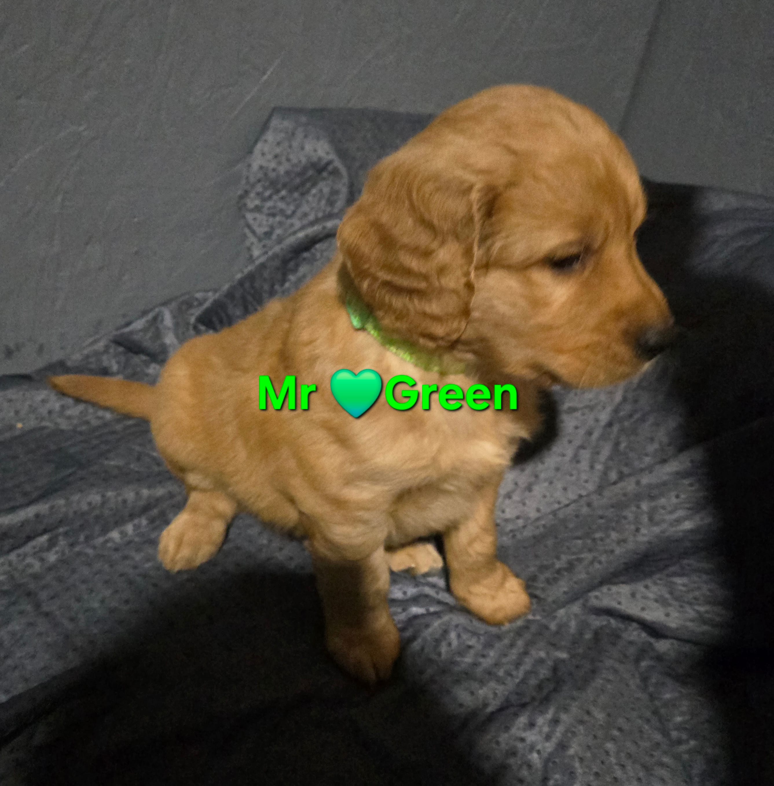 Mr Green – Golden Retriever puppy for sale in Marysville, WA