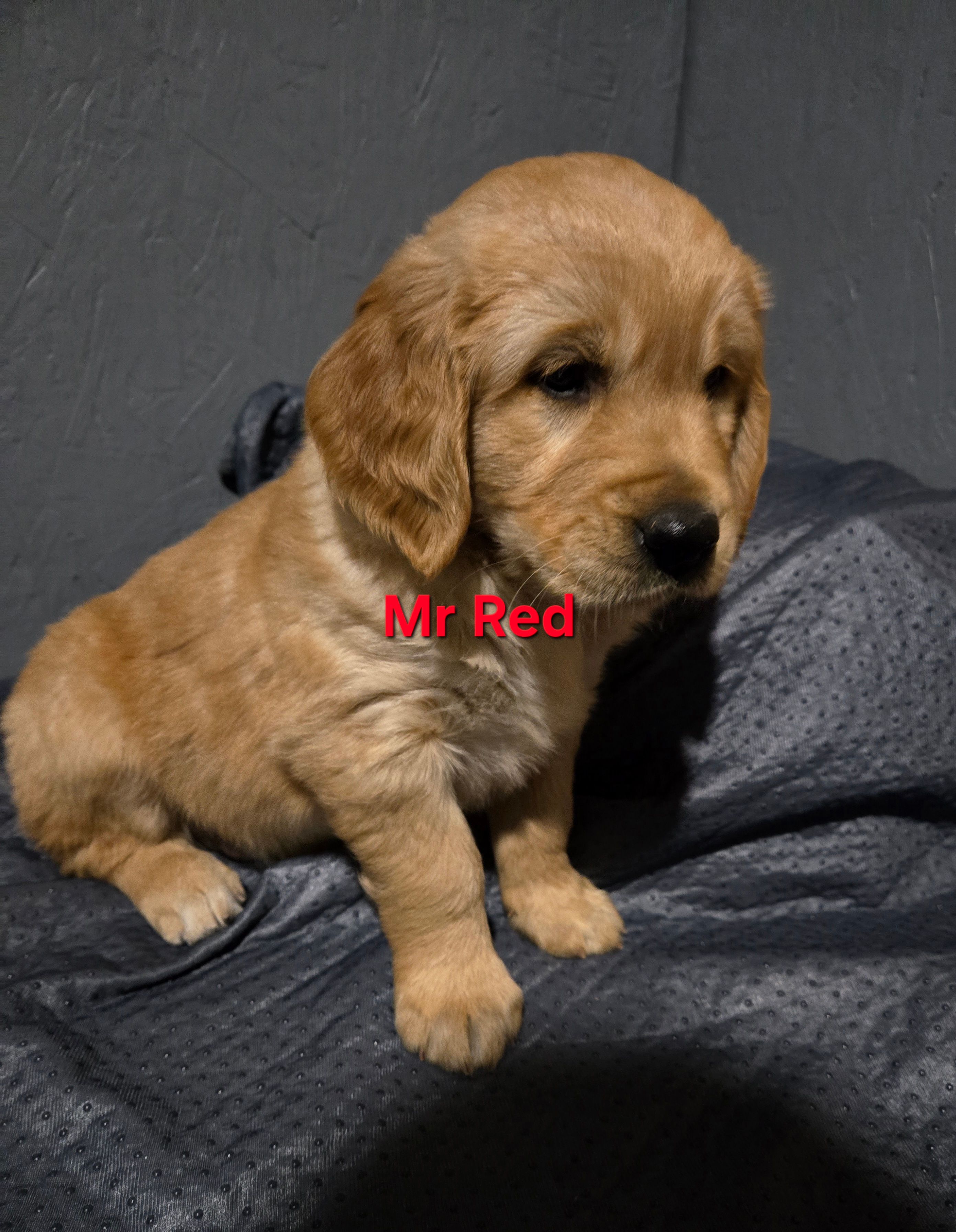 Mr Red – Golden Retriever puppy for sale in Marysville, WA