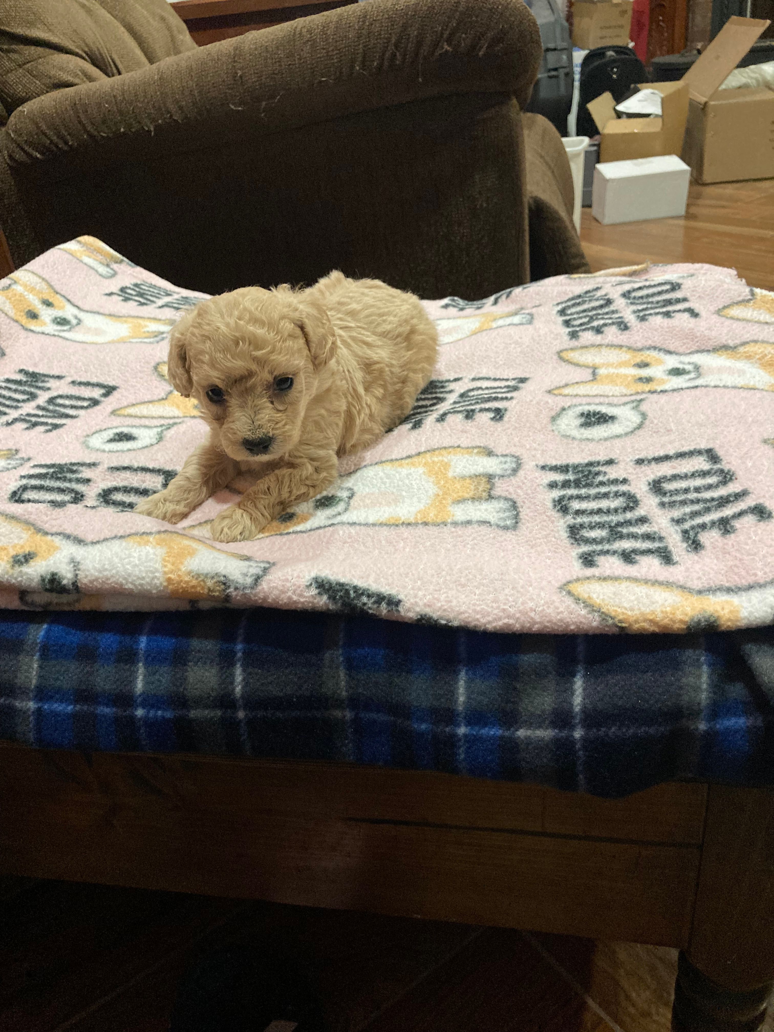 Puppy – Poodle - Toy  puppy for sale in Pontotoc, MS
