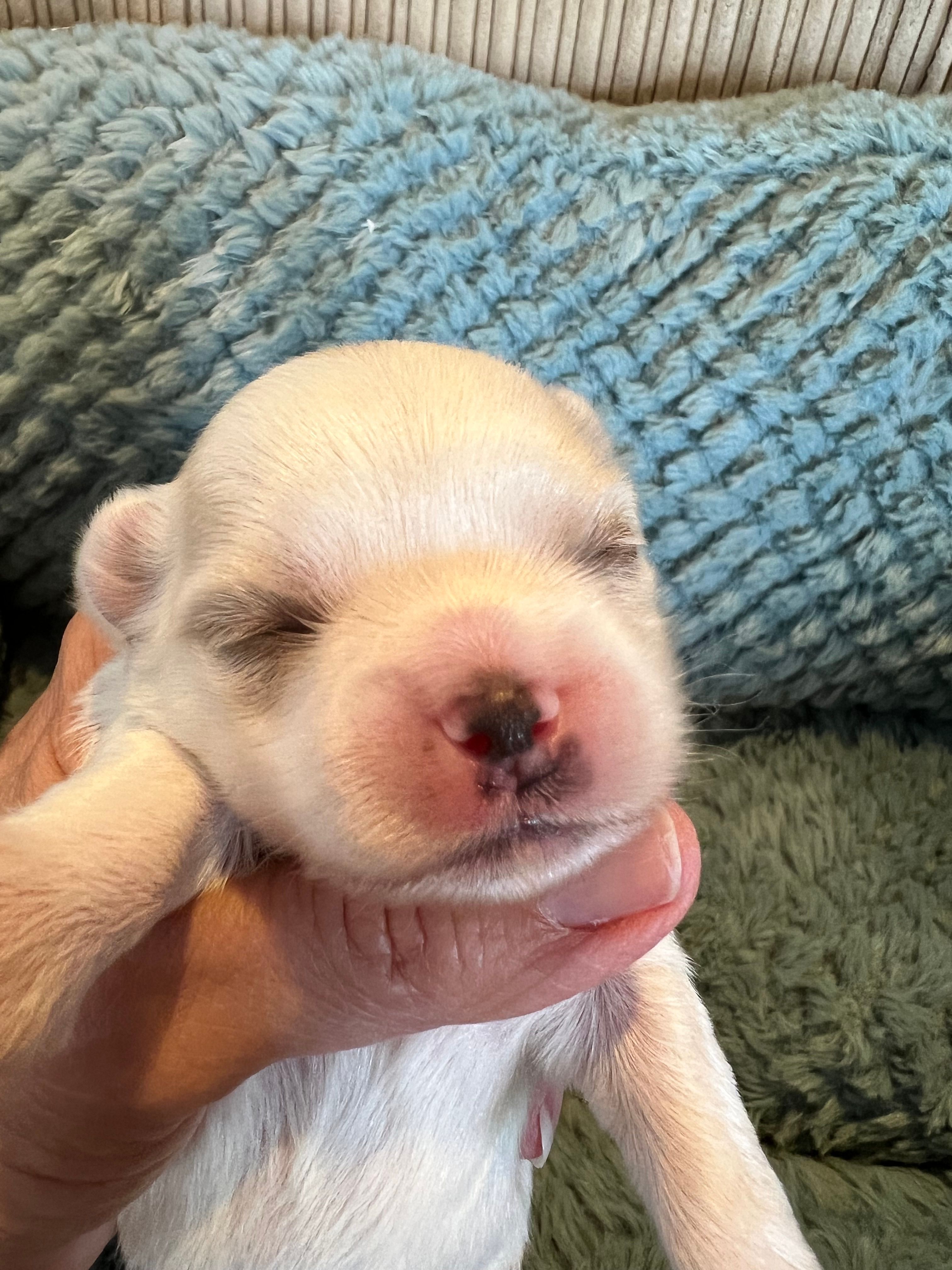 Pearl  – Maltese, Yorkshire Terrier puppy for sale in Arlington, WA