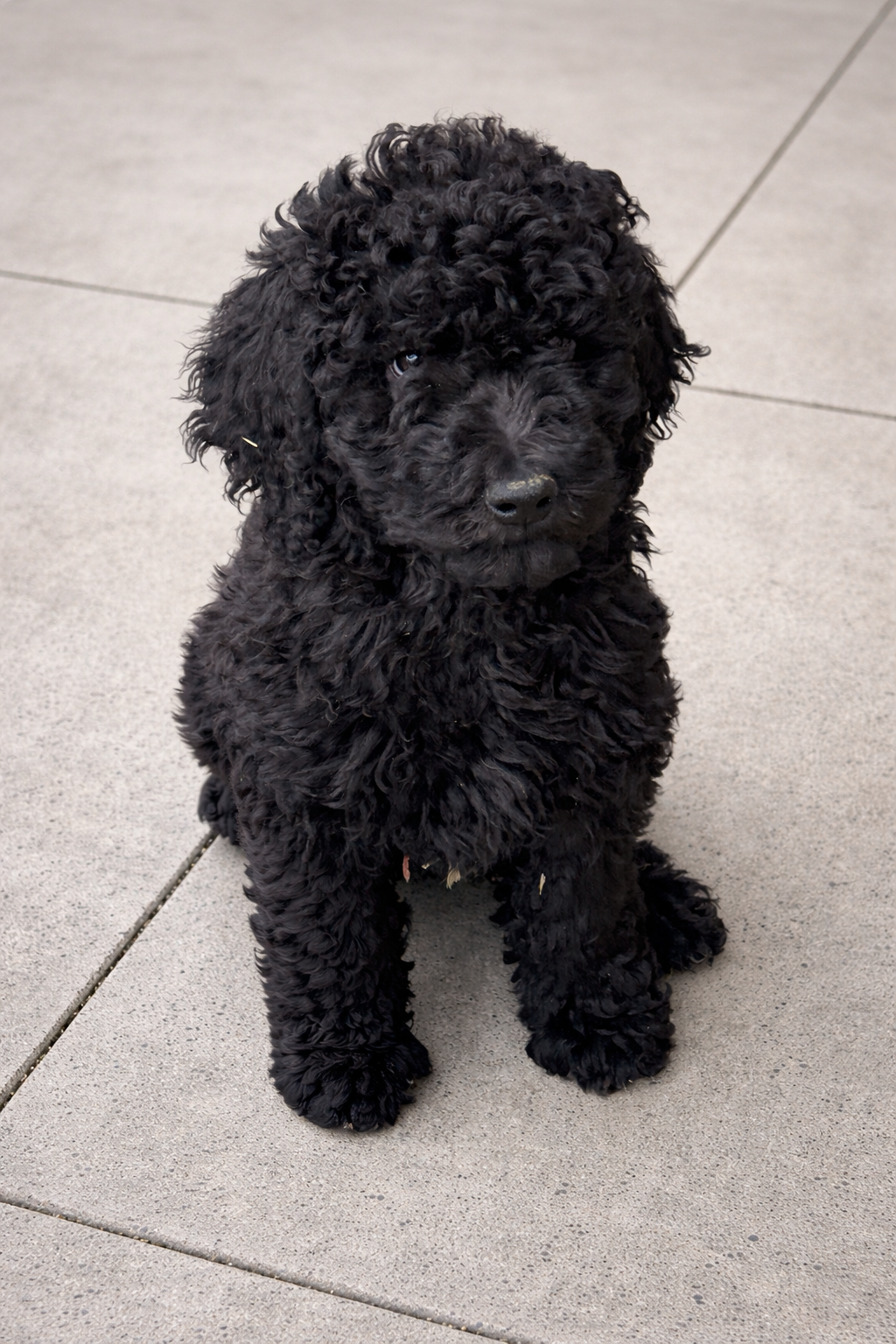 “Risha “ – Goldendoodle puppy for sale in Rush Springs, OK