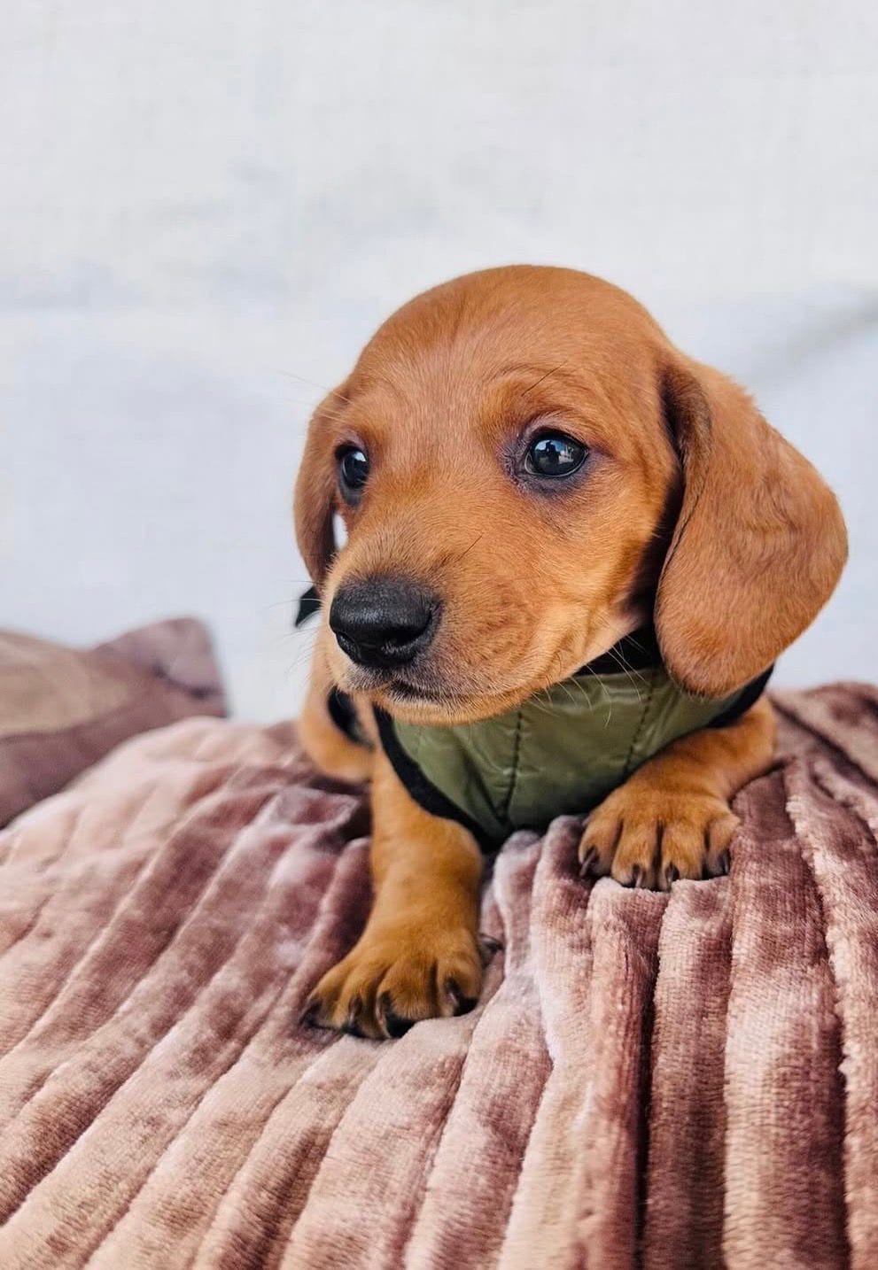 Chesse – Dachshund puppy for sale in Santa Ana, CA