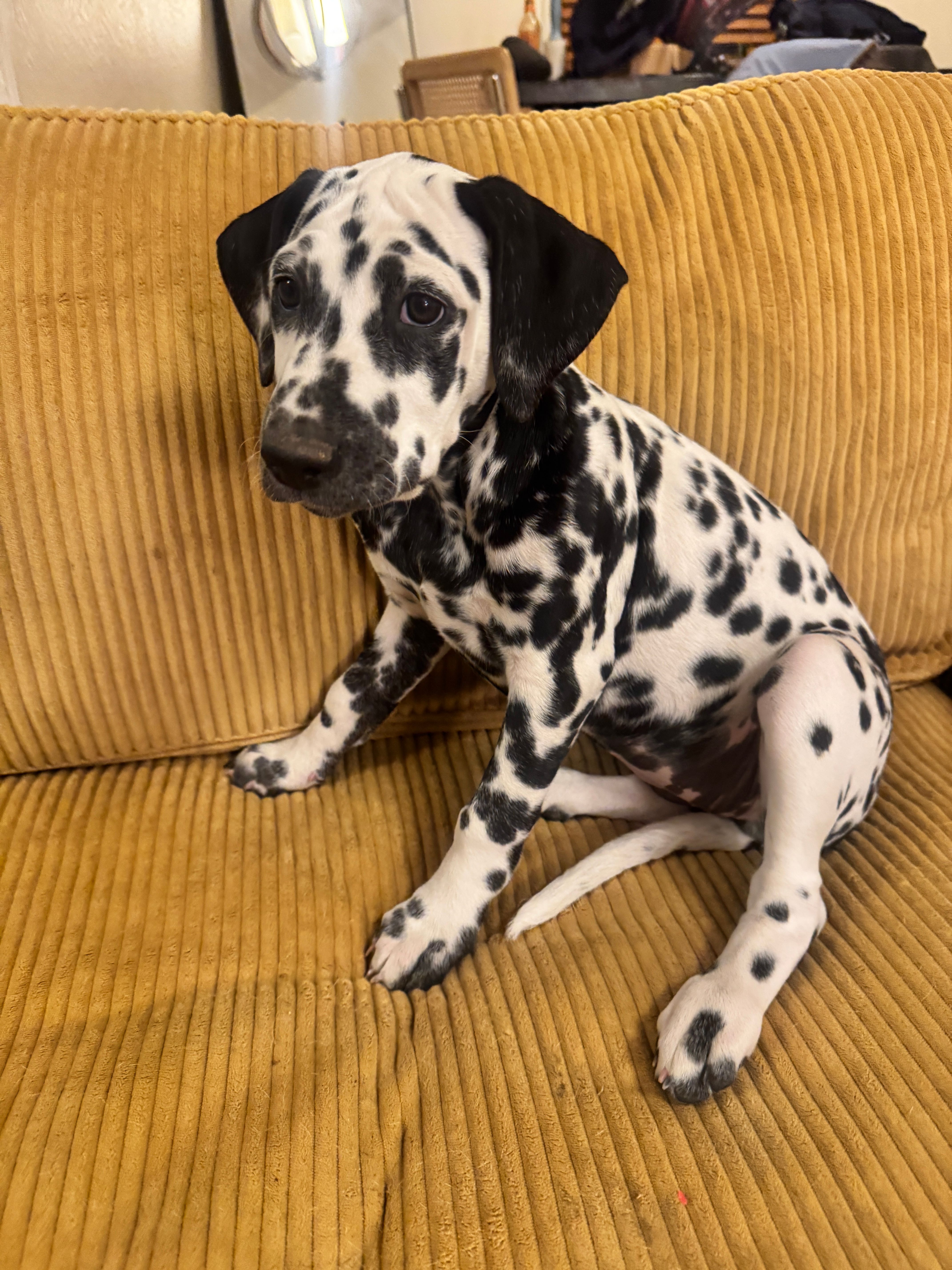 Purple Female – Dalmatian puppy for sale in Denver, CO