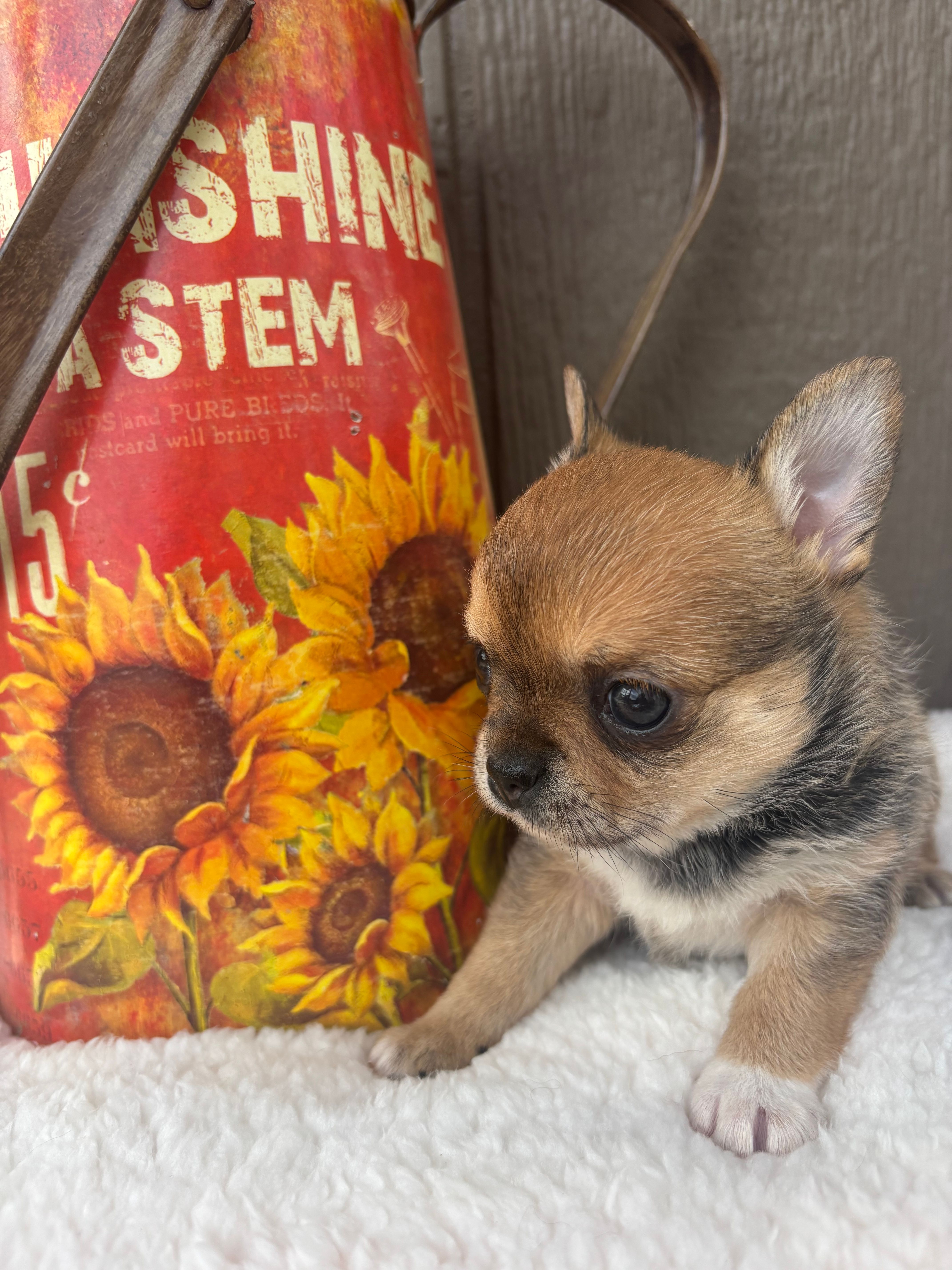 Fannie – Chihuahua puppy for sale in Gay, GA