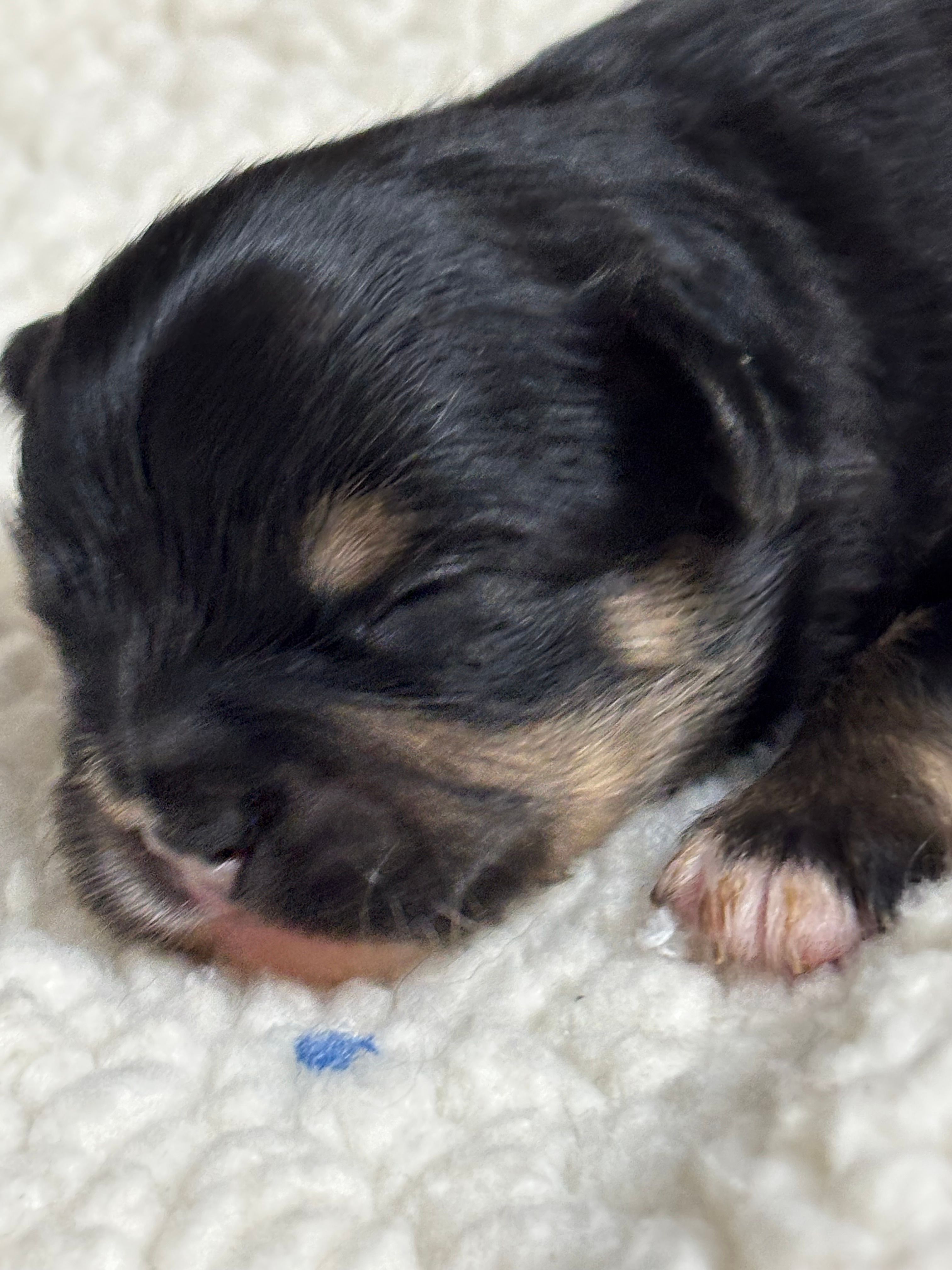 Fargo – Chihuahua puppy for sale in Gay, GA