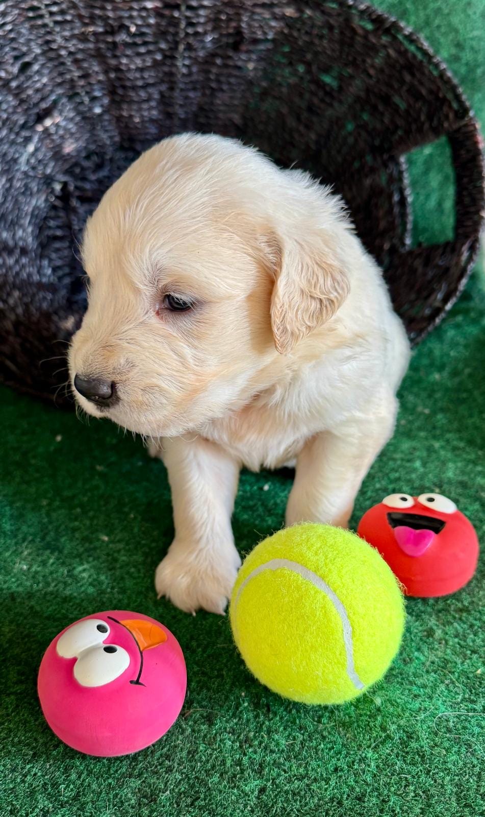 White Puppy 5 (b) – English Cream Golden Retriever puppy for sale in Brooksville, FL