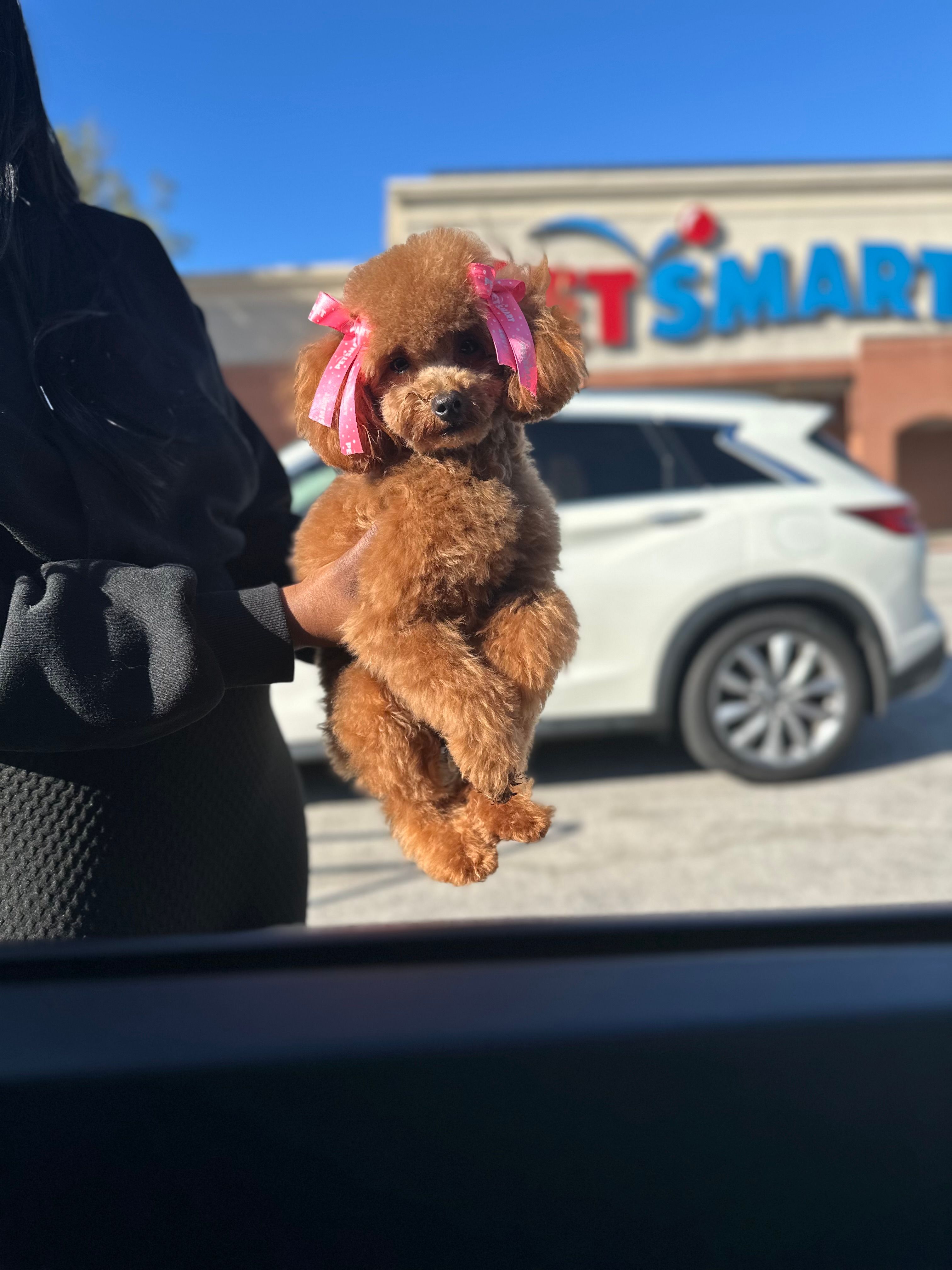 Goodness – Poodle - Toy  puppy for sale in Atlanta, GA