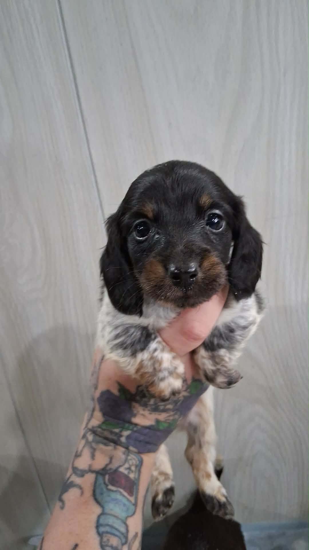 Alfie – Miniature Dachshund puppy for sale in Hillsboro, OH