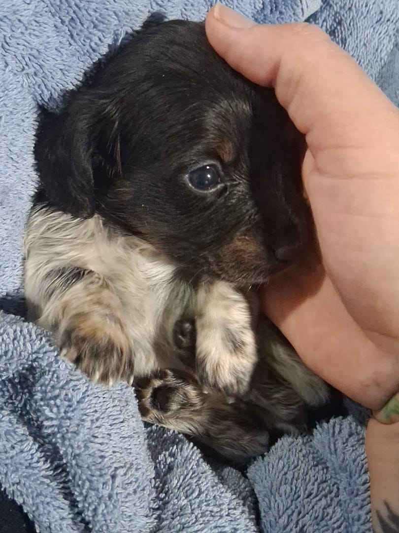 Alfie – Miniature Dachshund puppy for sale in Hillsboro, OH