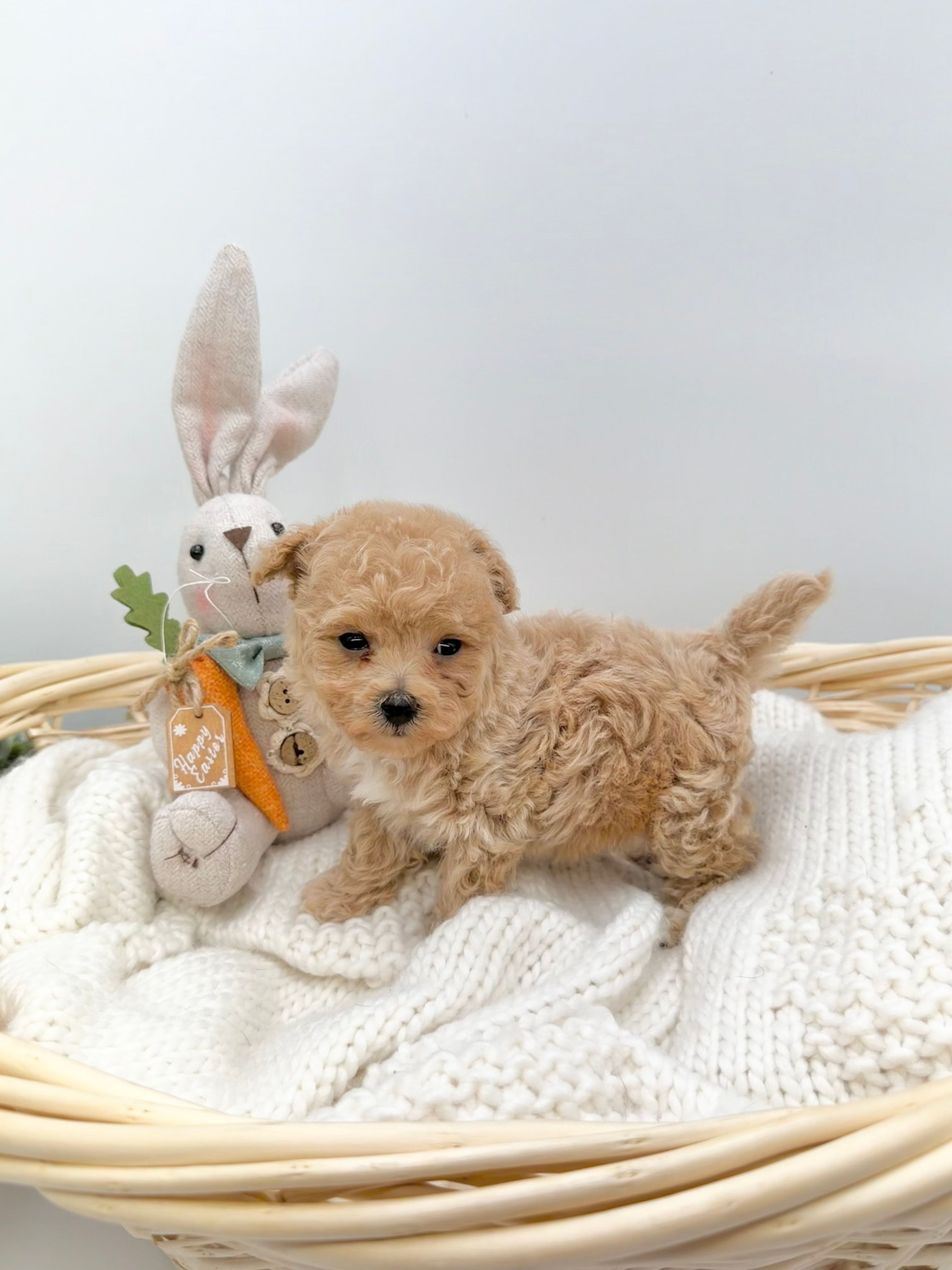 Brock – Maltipoo puppy for sale in Denton, TX
