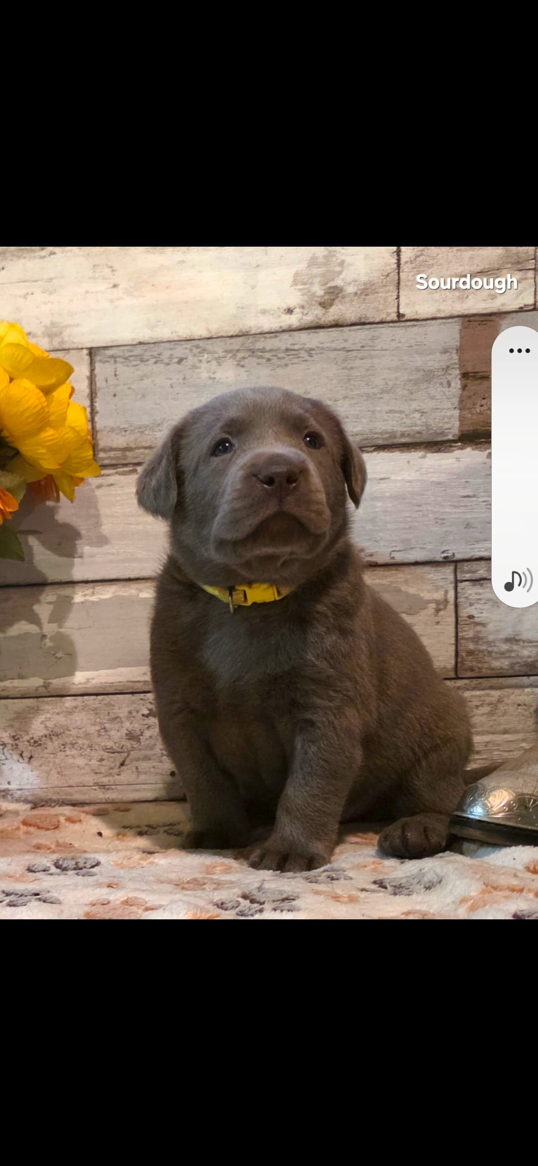 Sourdough – Labrador Retriever puppy for sale in Gardnerville, NV