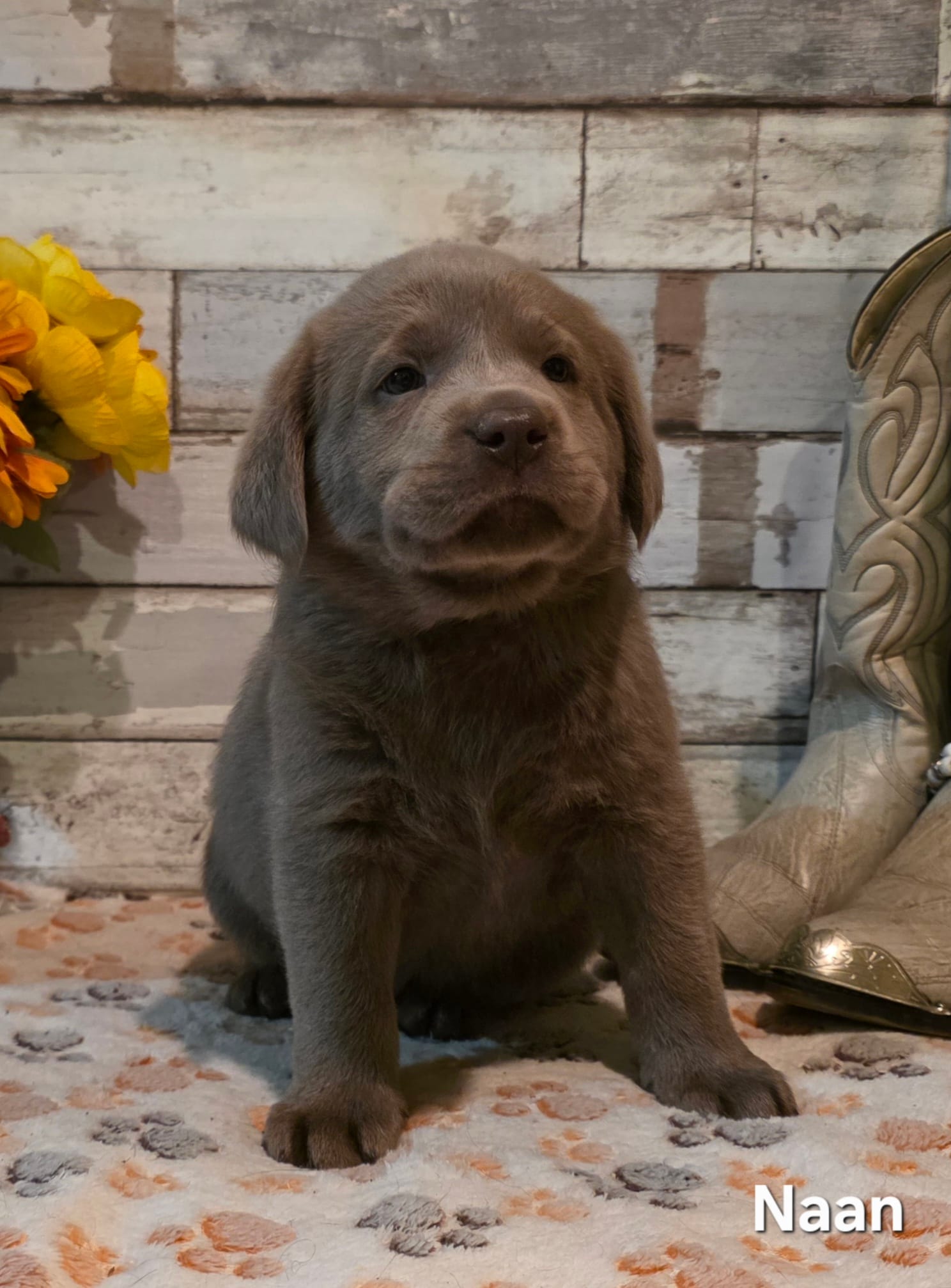 Naan – Labrador Retriever puppy for sale in Gardnerville, NV