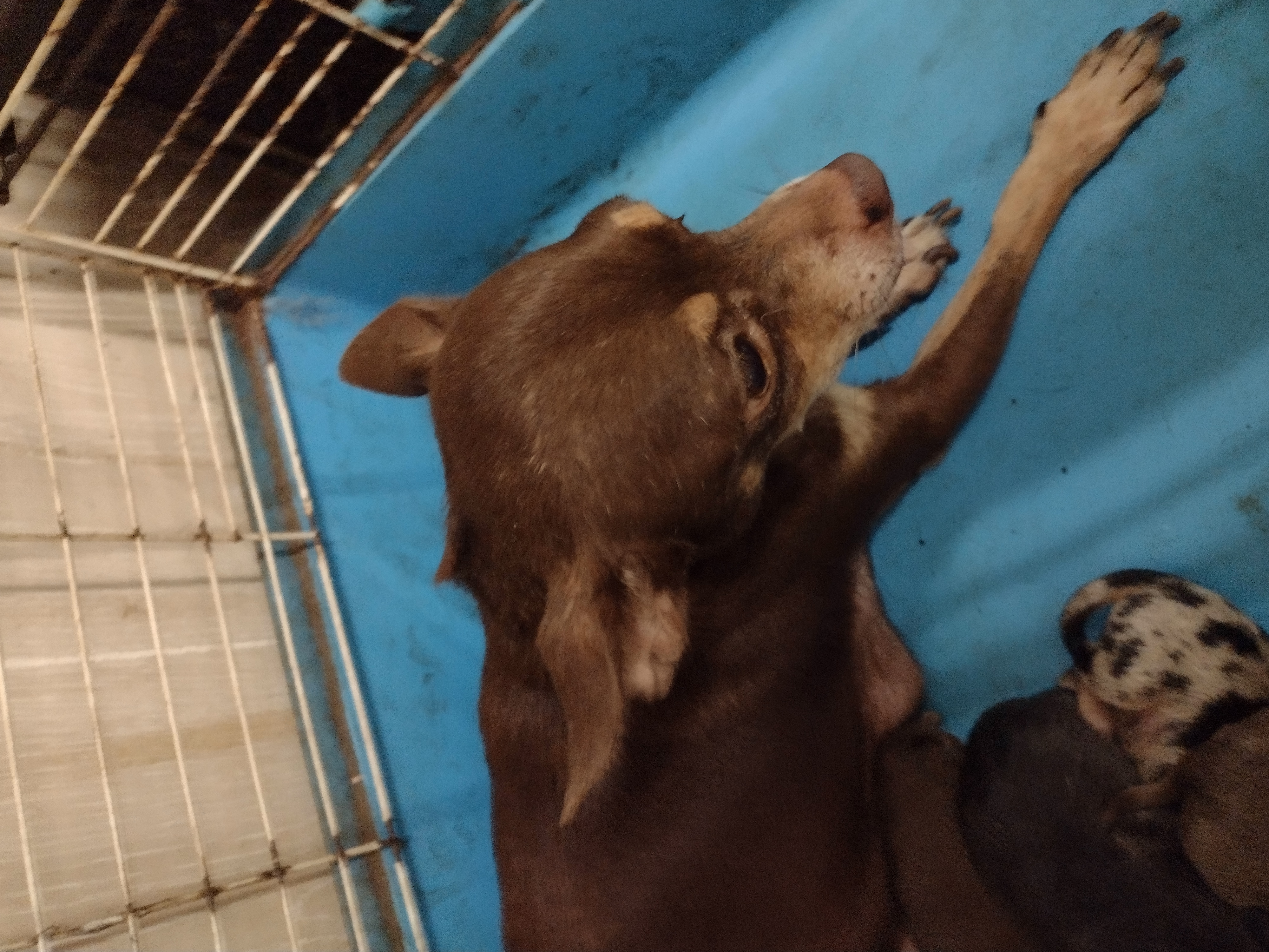 Cocopuff – Chihuahua puppy for sale in Ocala, FL