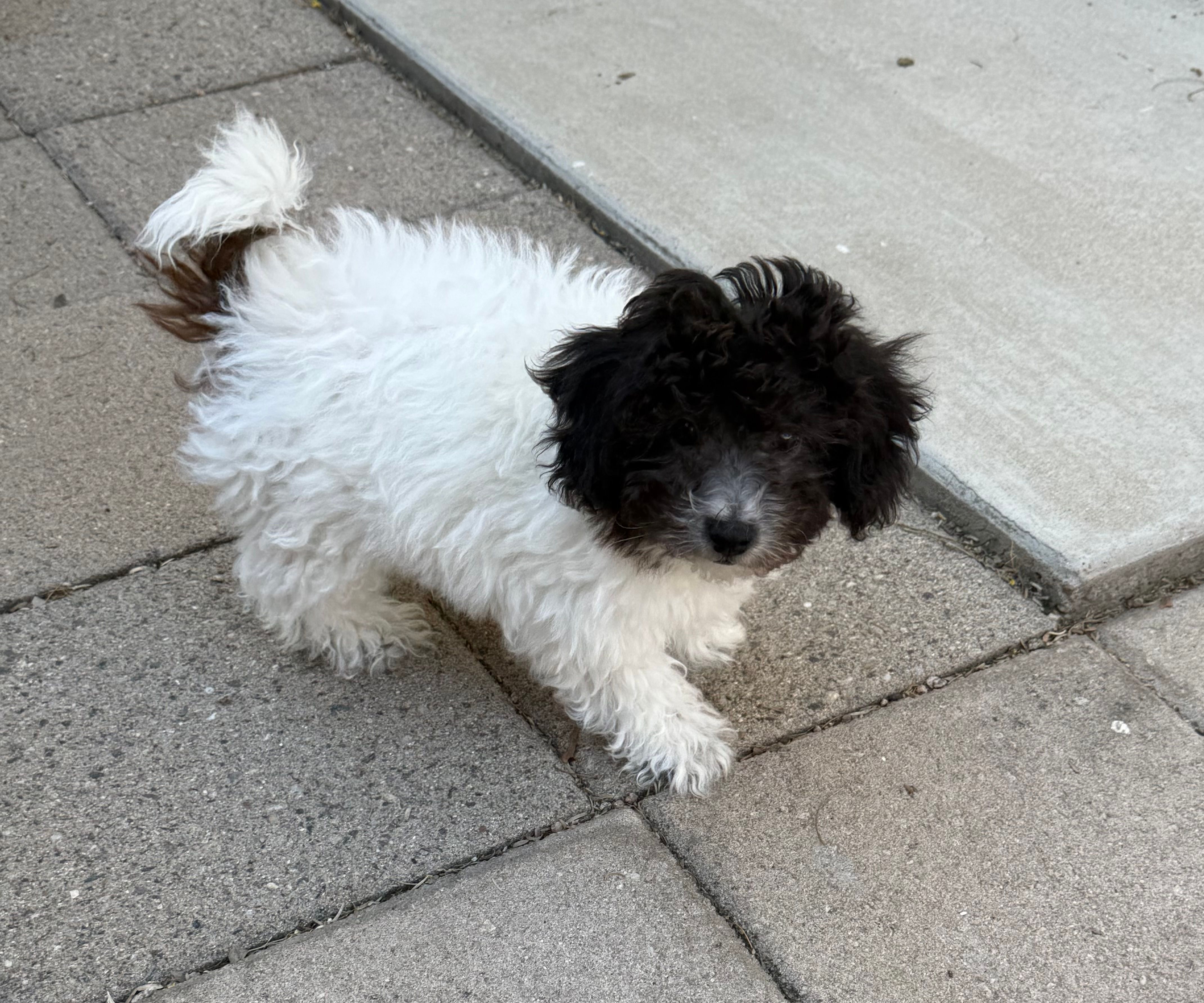 Oreo – Maltipoo puppy for sale in Douglas, AZ