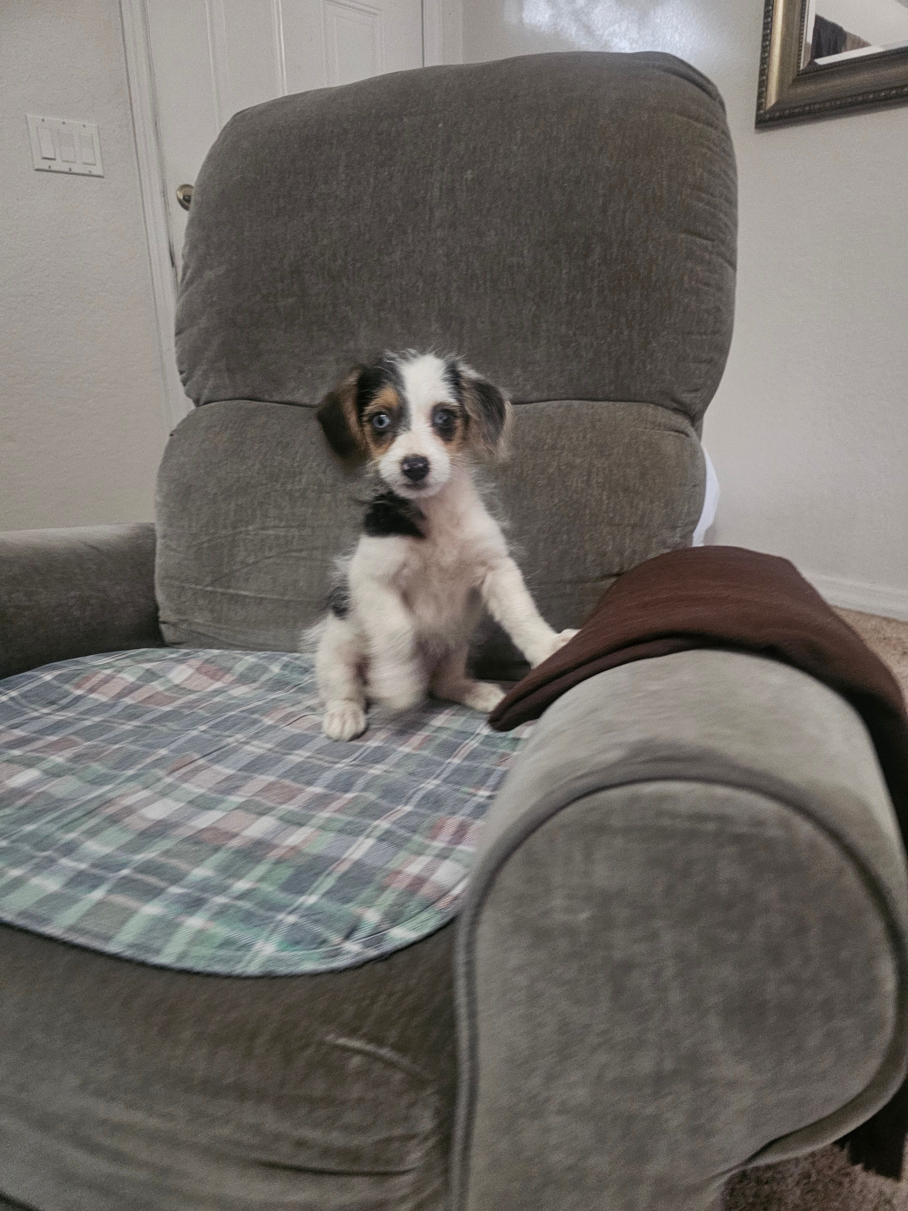 CHARLOTTE  – Cardigan Welsh Corgi, Poodle - Toy  puppy for sale in Ocala, FL