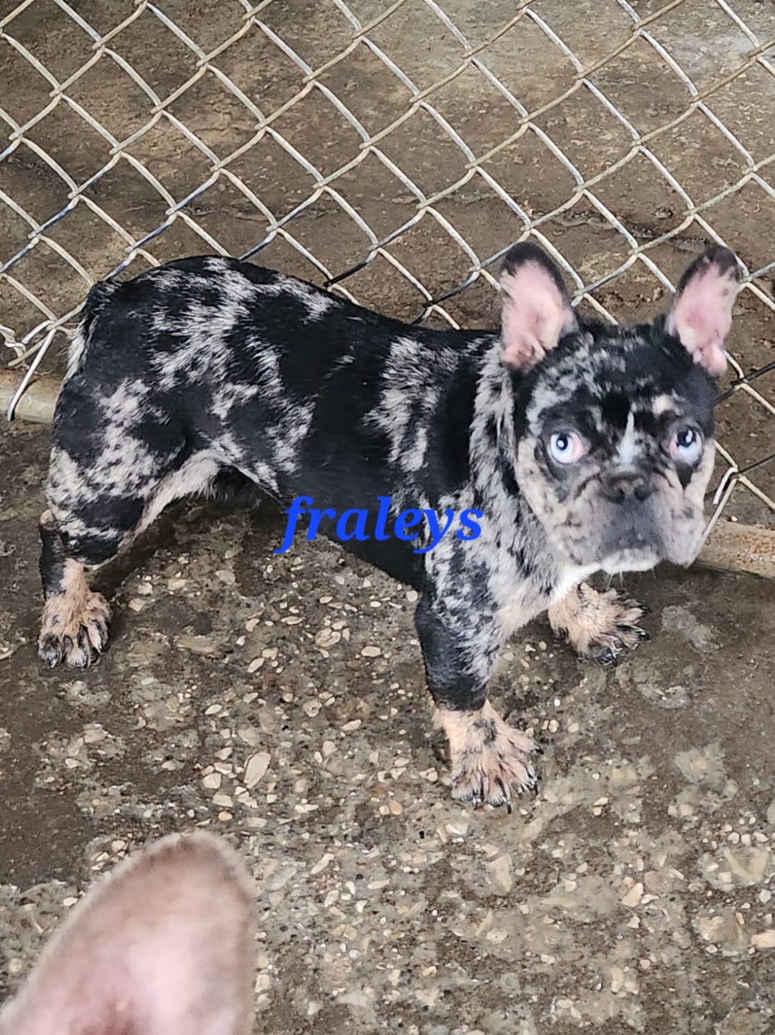 Merlin – French Bulldog puppy for sale in Morehead, KY