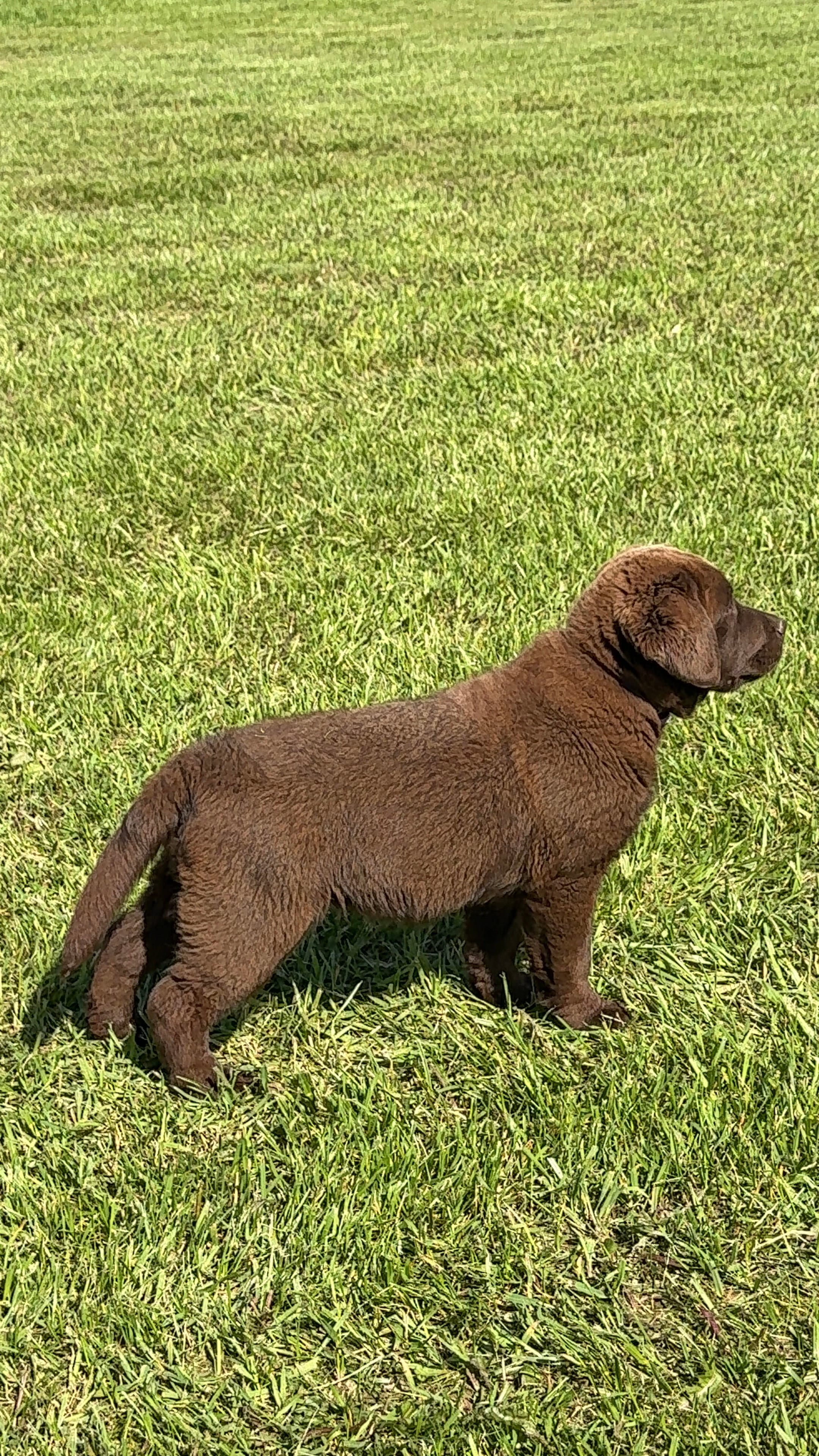 Flo – Labrador Retriever puppy for sale in Norton, OH