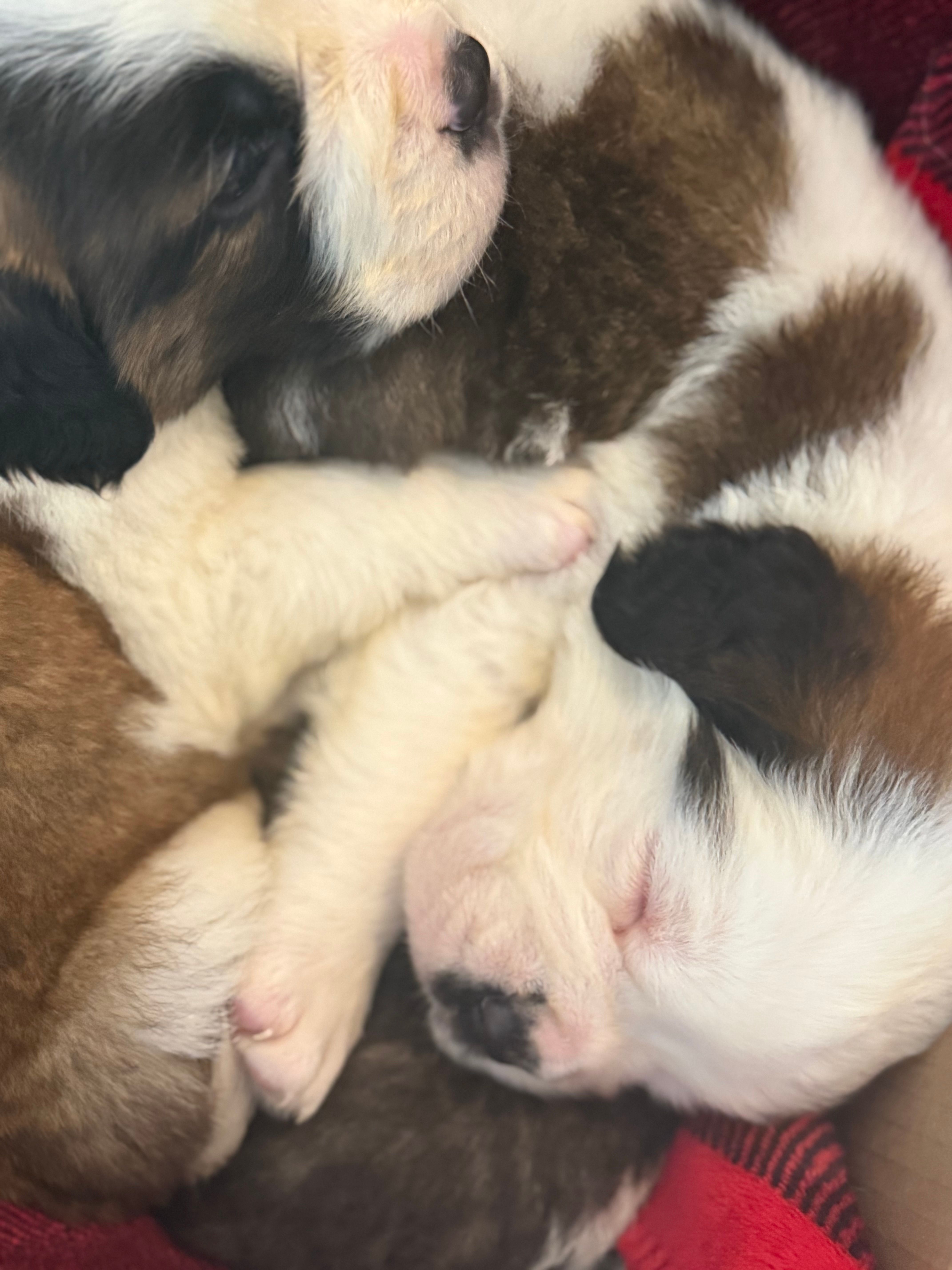 Saint Bernard Pups-champion bloodline