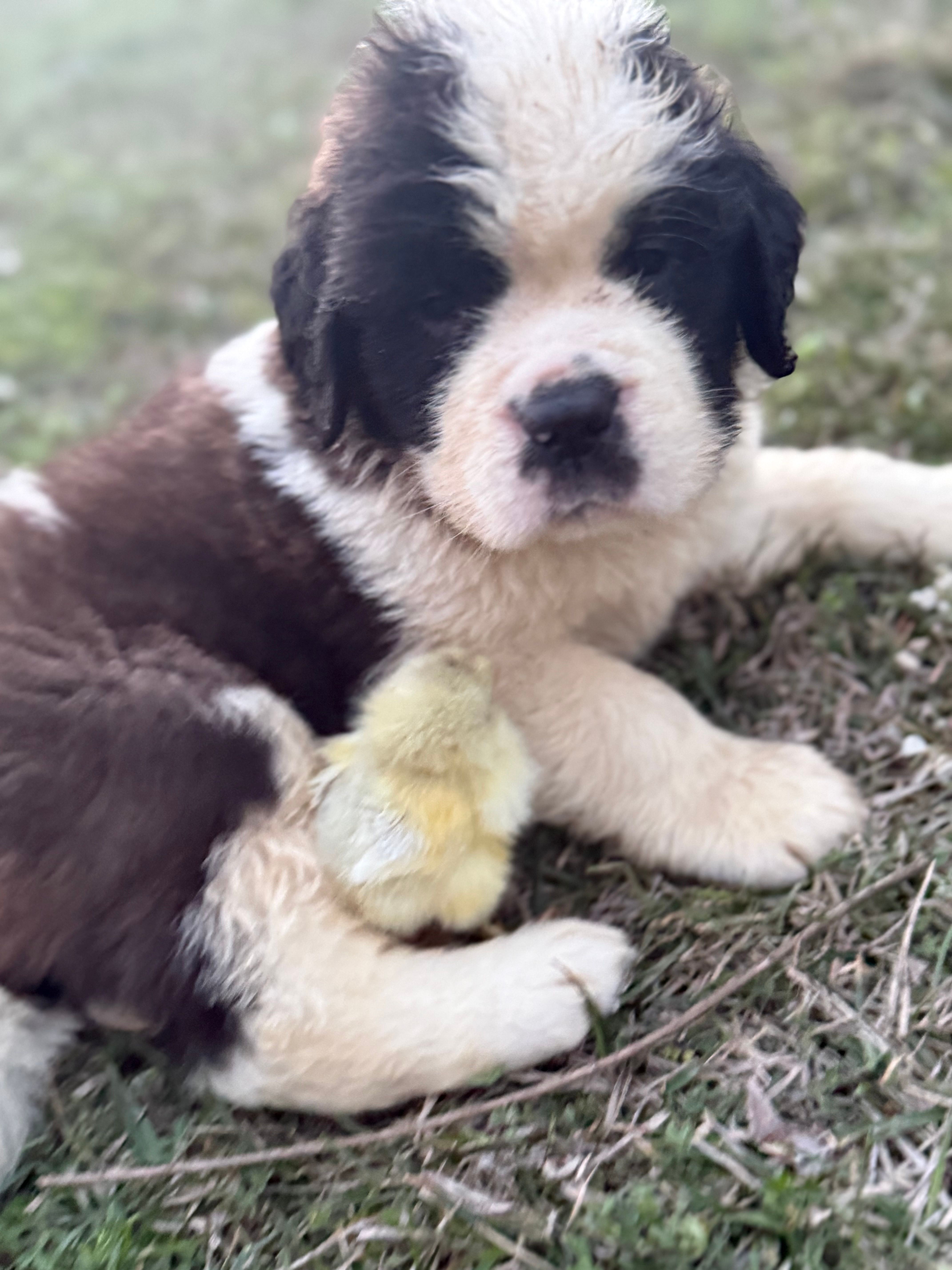 Saint Bernard! 💚 – Saint Bernard puppy for sale in Goldsboro, NC