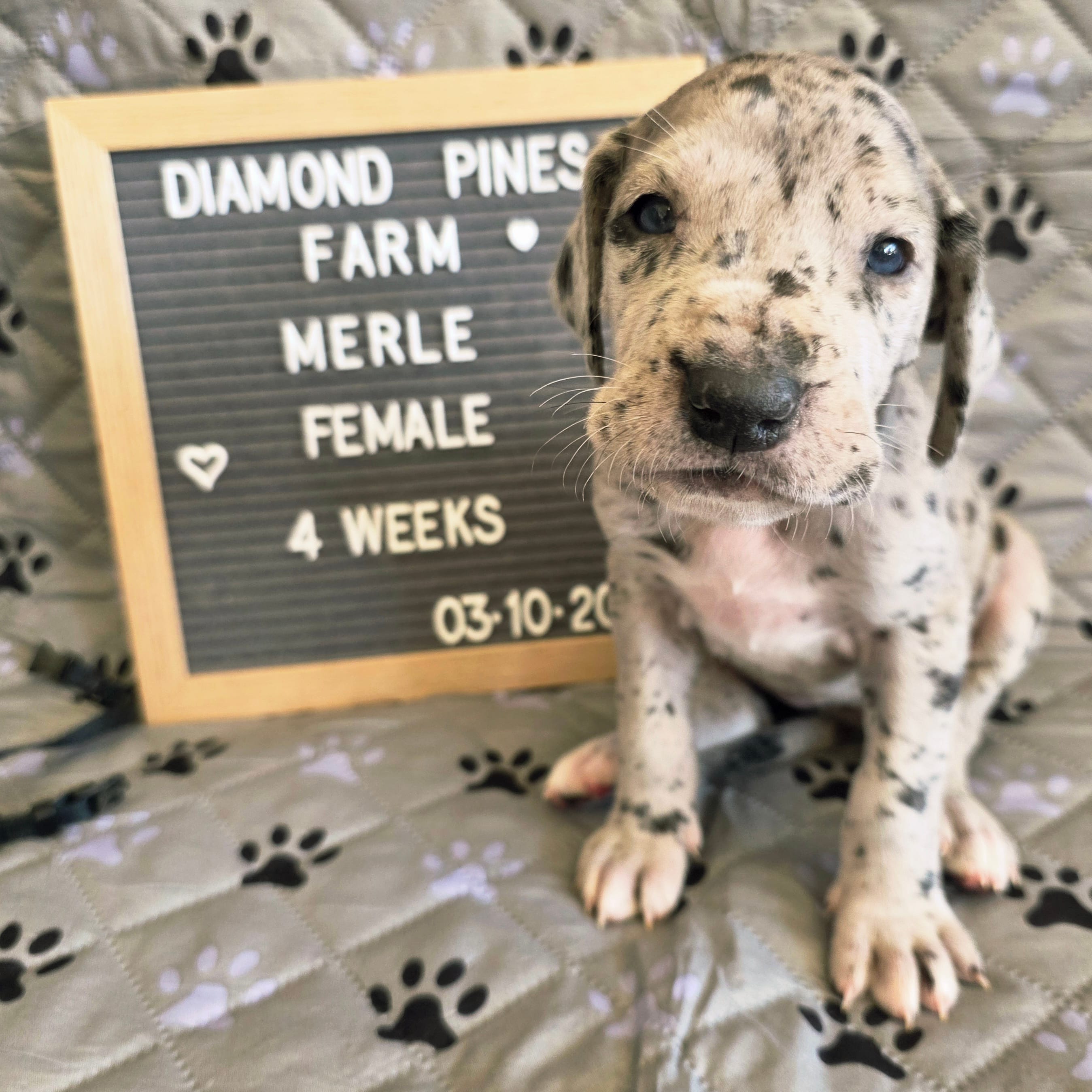 Navy Blue – Great Dane puppy for sale in Camp Verde, AZ