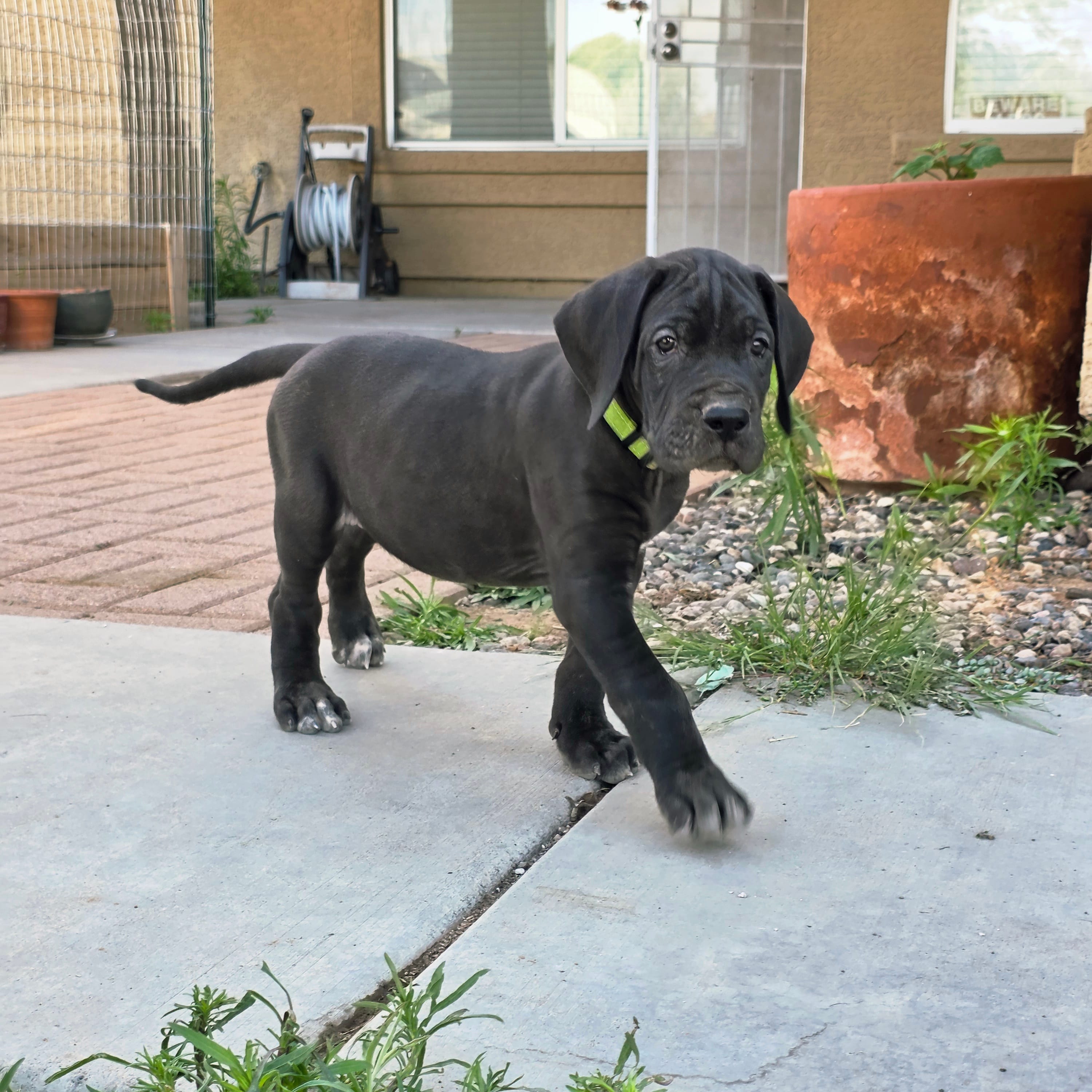 Lime Green AKC – Great Dane puppy for sale in Camp Verde, AZ