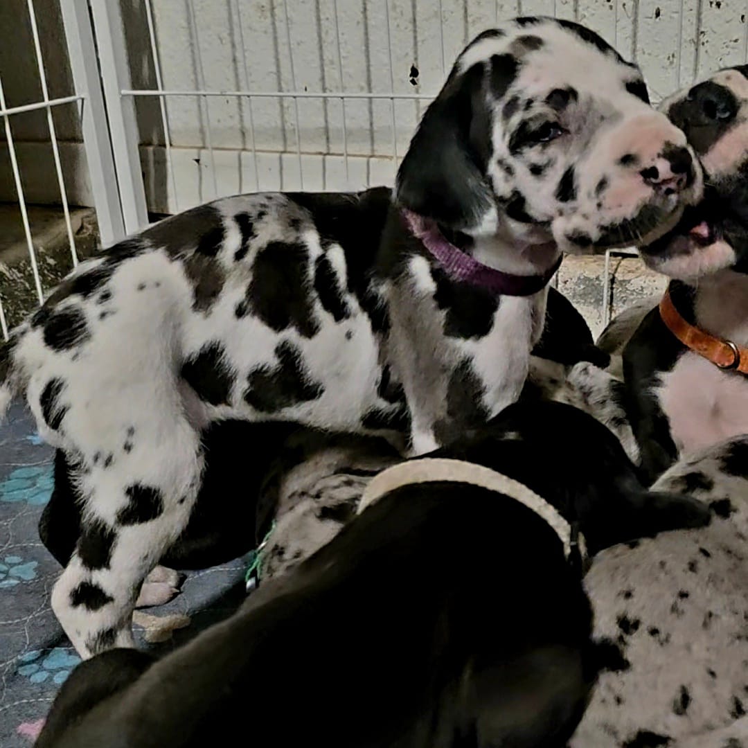 Purple – Great Dane puppy for sale in Camp Verde, AZ