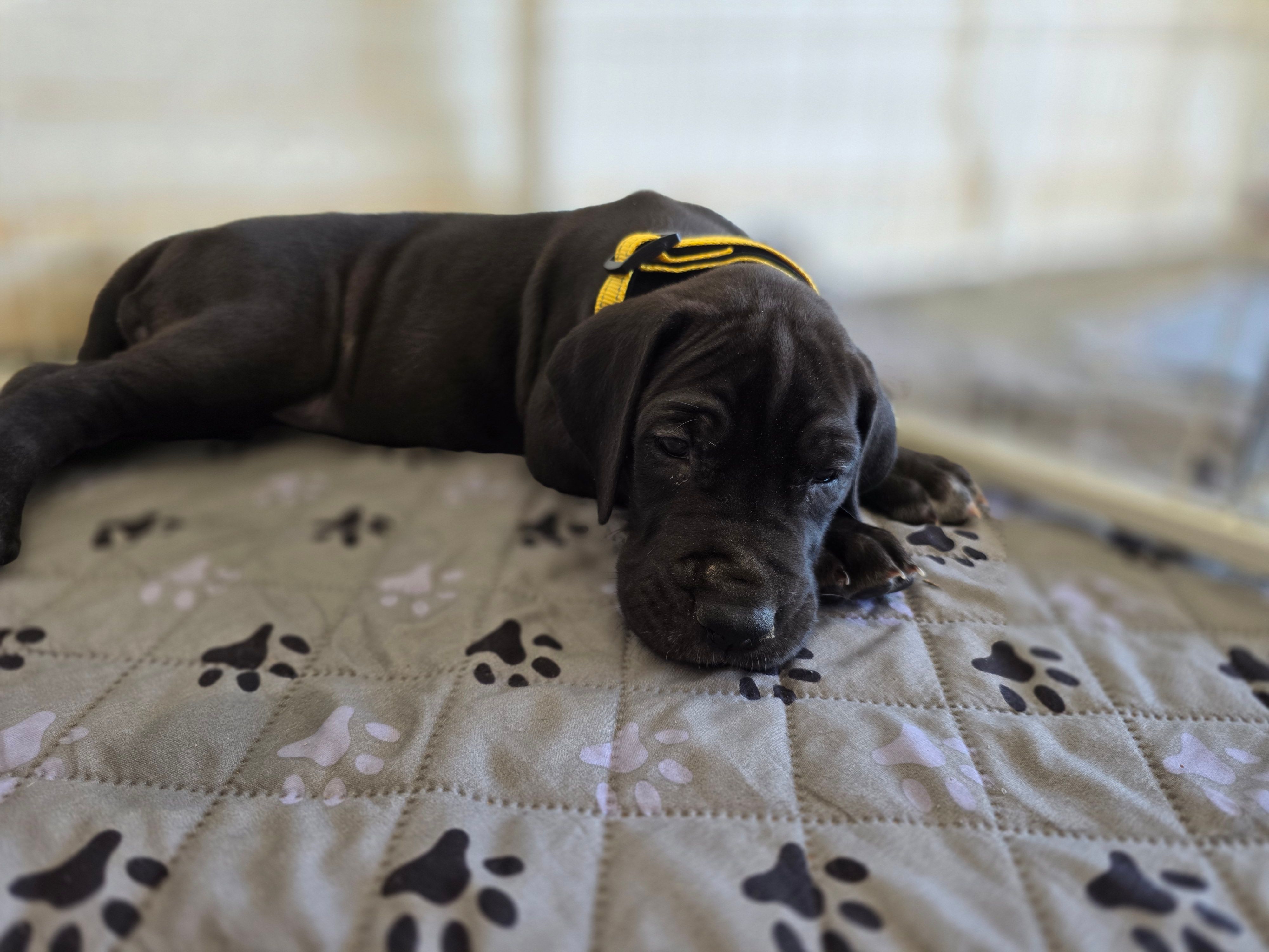 Yellow AKC – Great Dane puppy for sale in Camp Verde, AZ