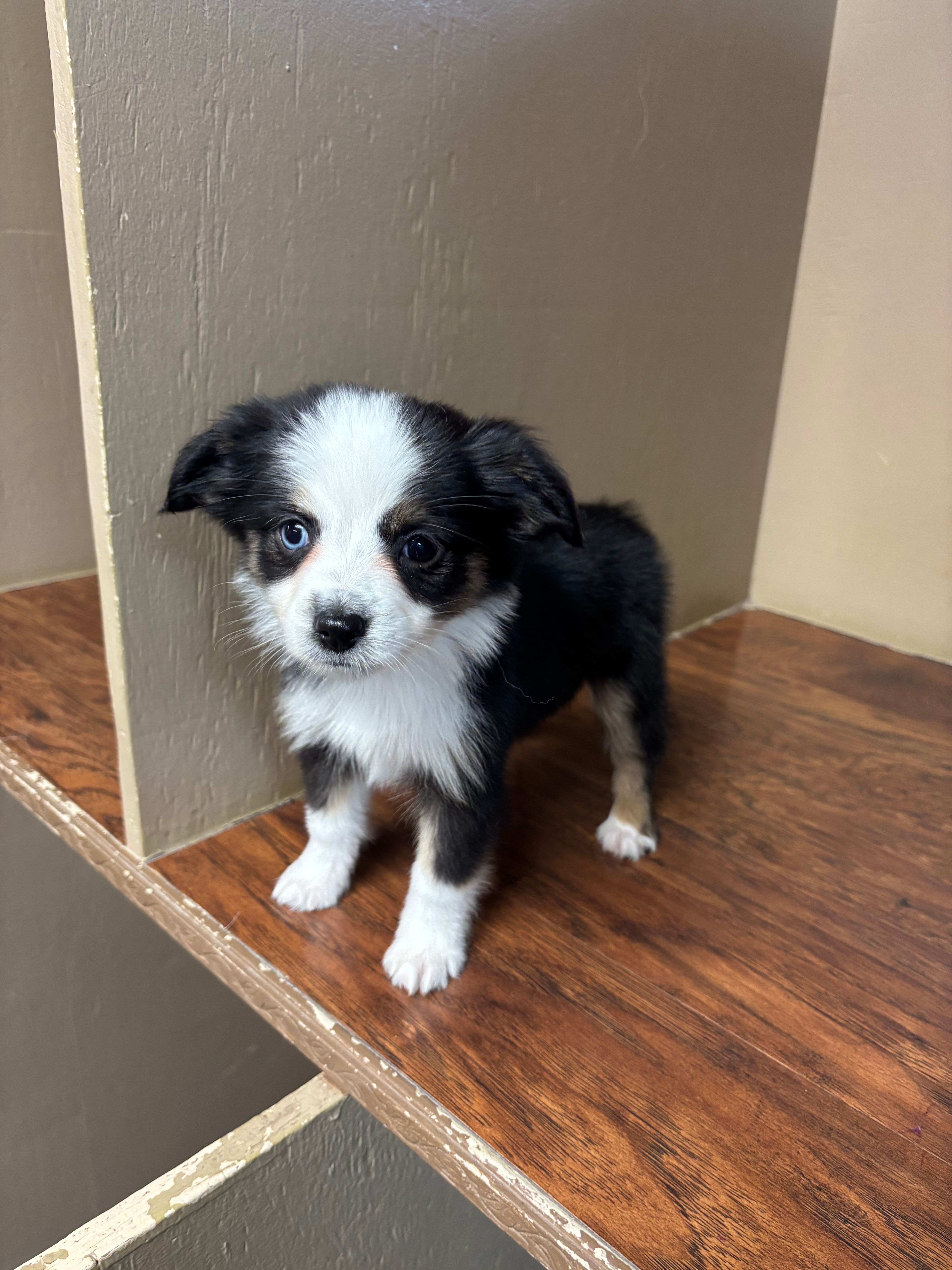 Ava, a female Toy Australian Shepherd for sale in Murray, KY – 5 of 10