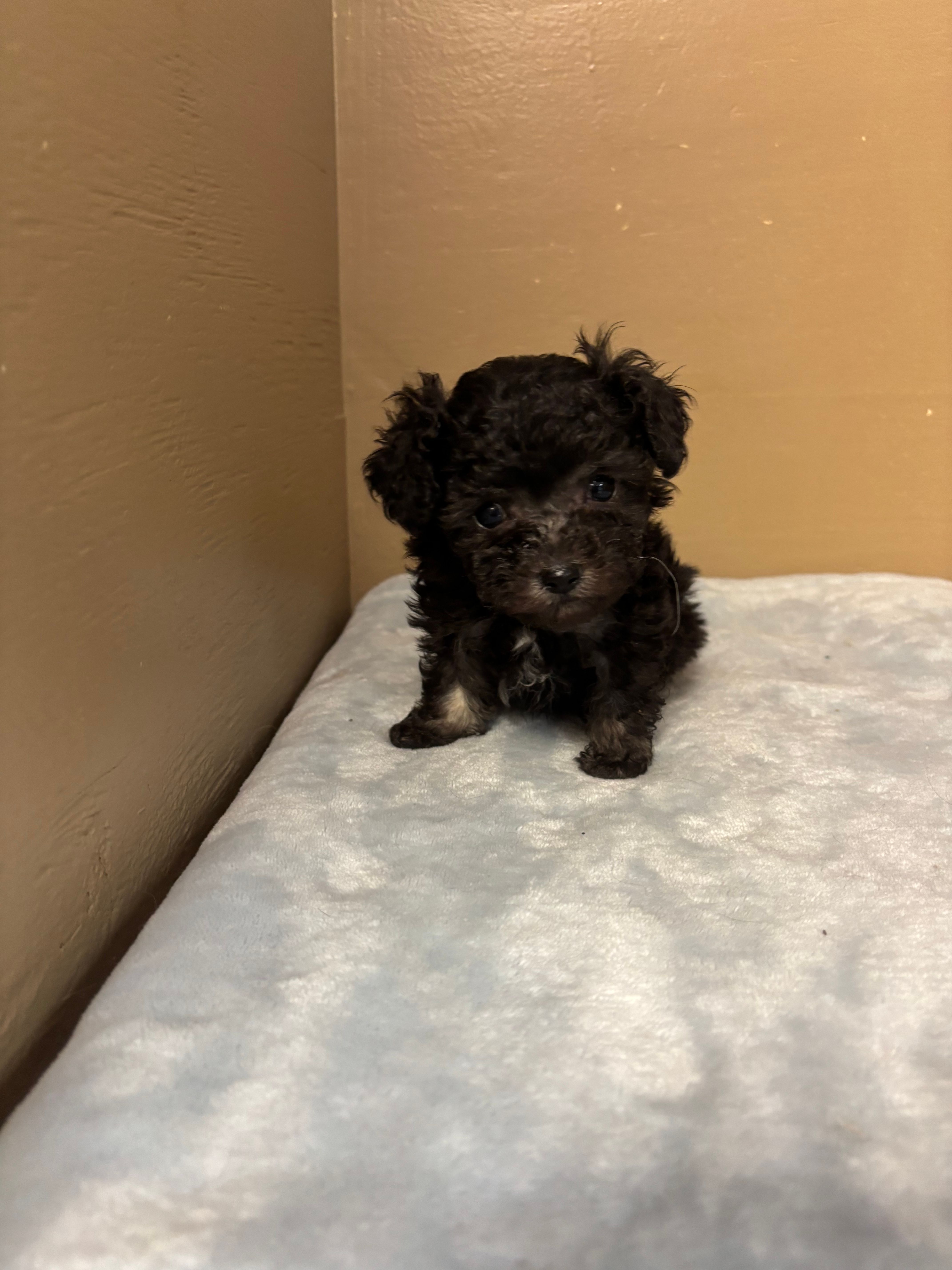 Max – Poodle - Toy  puppy for sale in Murray, KY