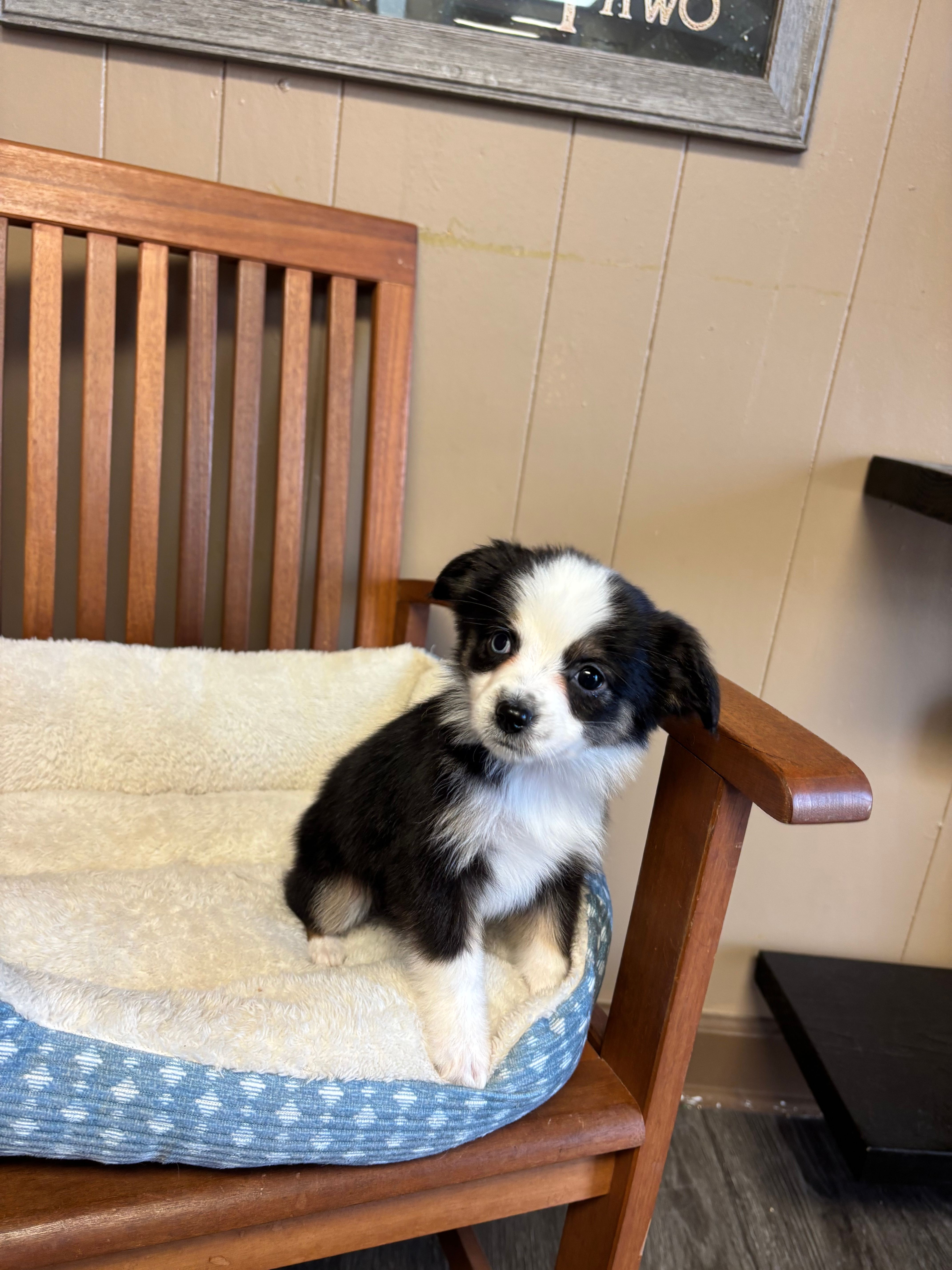 Ava, a female Toy Australian Shepherd for sale in Murray, KY – 4 of 10