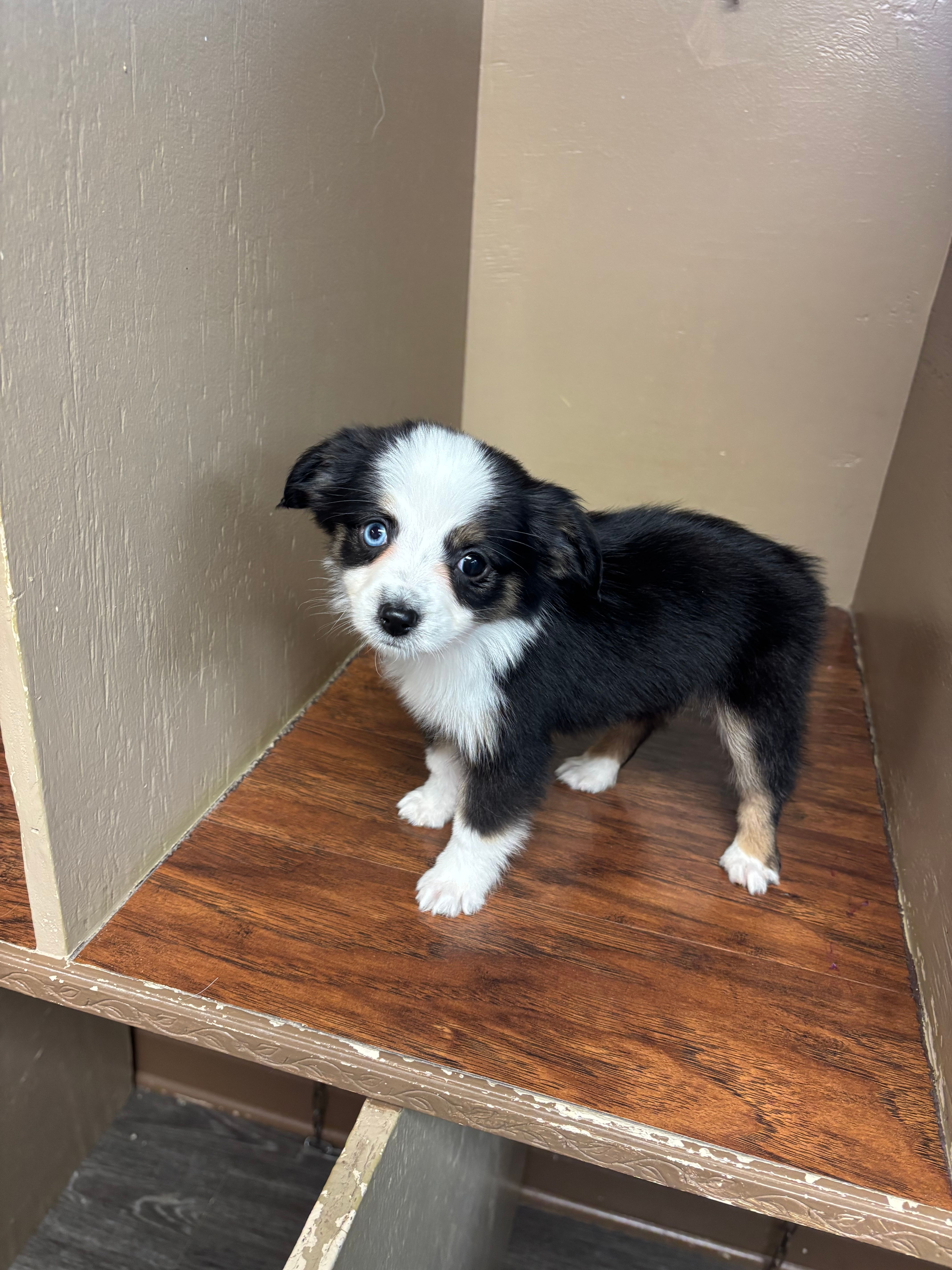 Ava, a female Toy Australian Shepherd for sale in Murray, KY – 8 of 10
