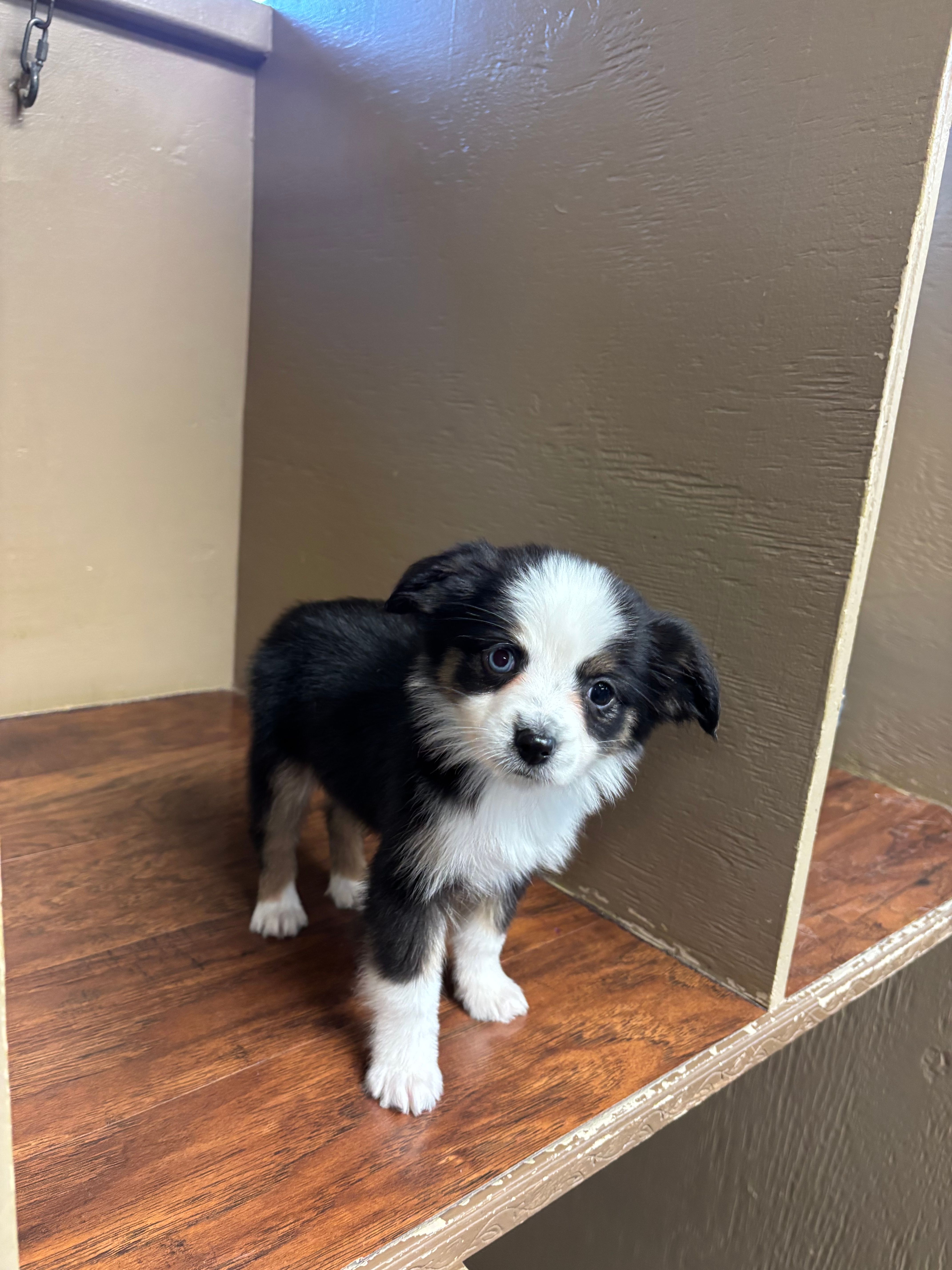 Ava, a female Toy Australian Shepherd for sale in Murray, KY – 6 of 10