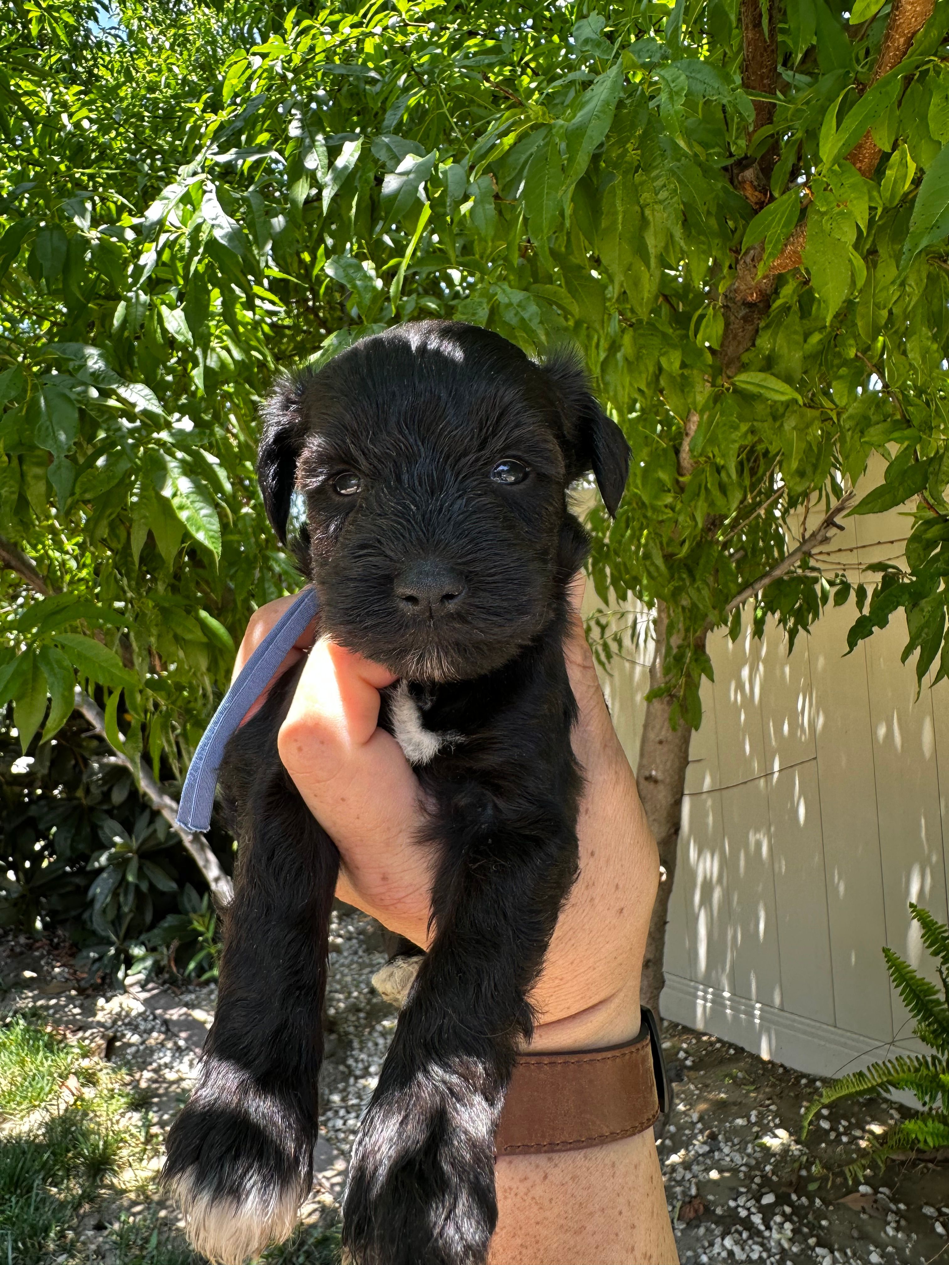 Bluee  – Miniature Schnauzer puppy for sale in Moreno Valley, CA