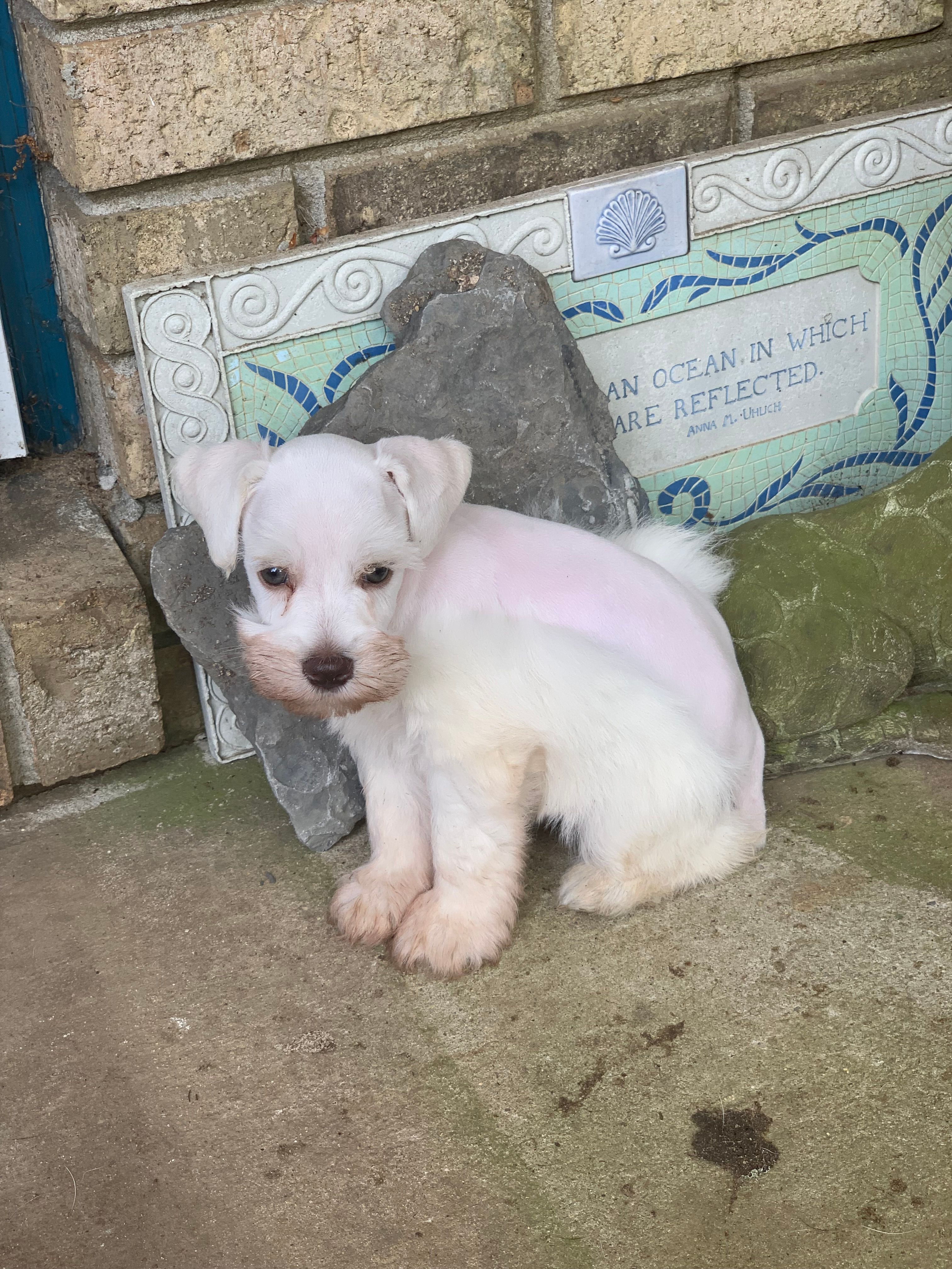 Melody Puppy 3 - AKC – Miniature Schnauzer puppy for sale in Robertsdale, AL