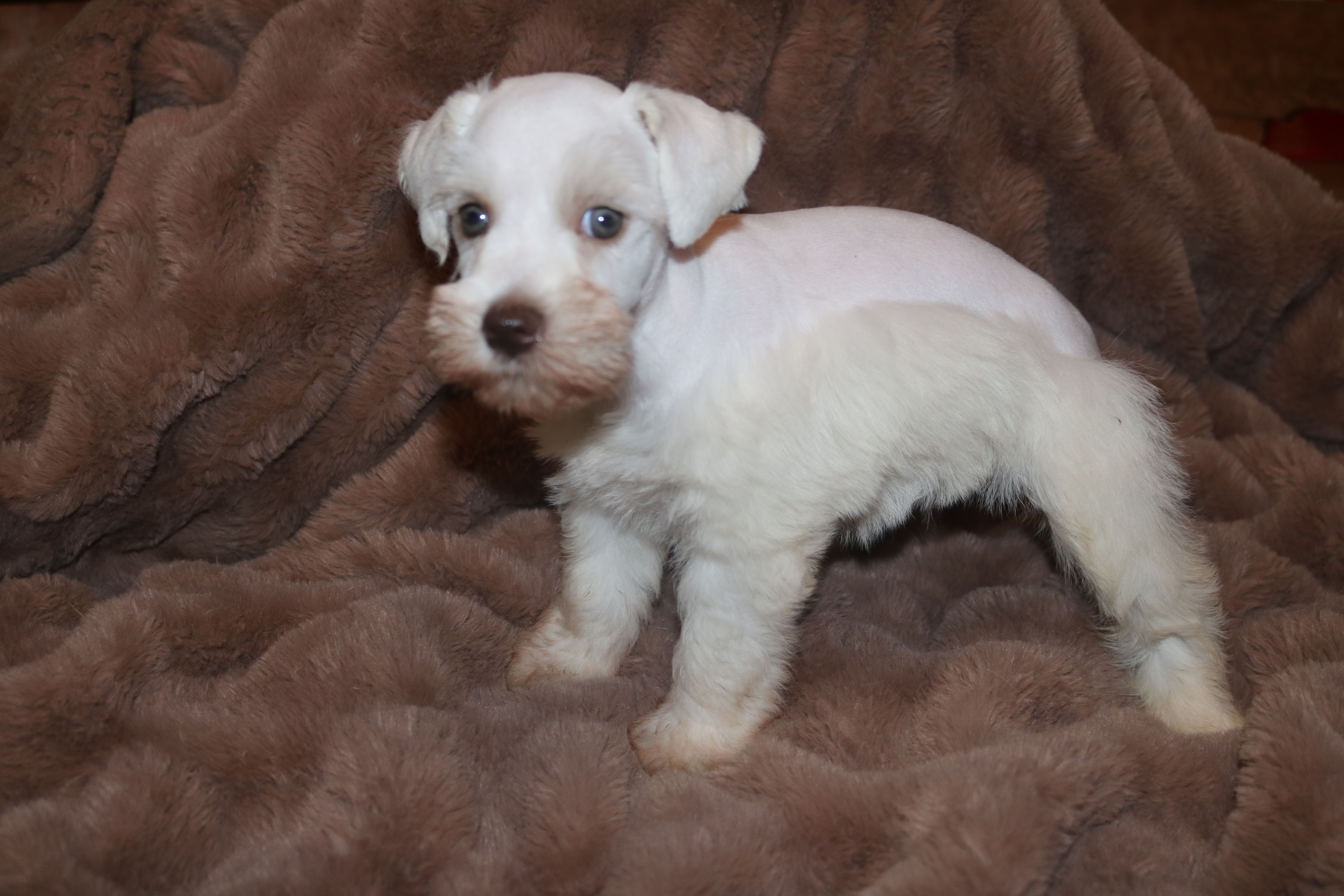 Melody Puppy 3 - AKC – Miniature Schnauzer puppy for sale in Robertsdale, AL