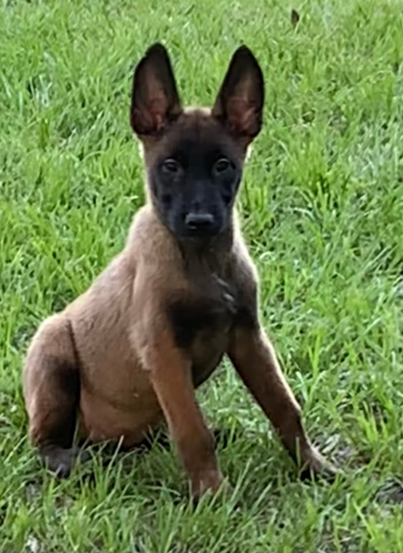 Daisy – Belgian Malinois puppy for sale in Clewiston, FL