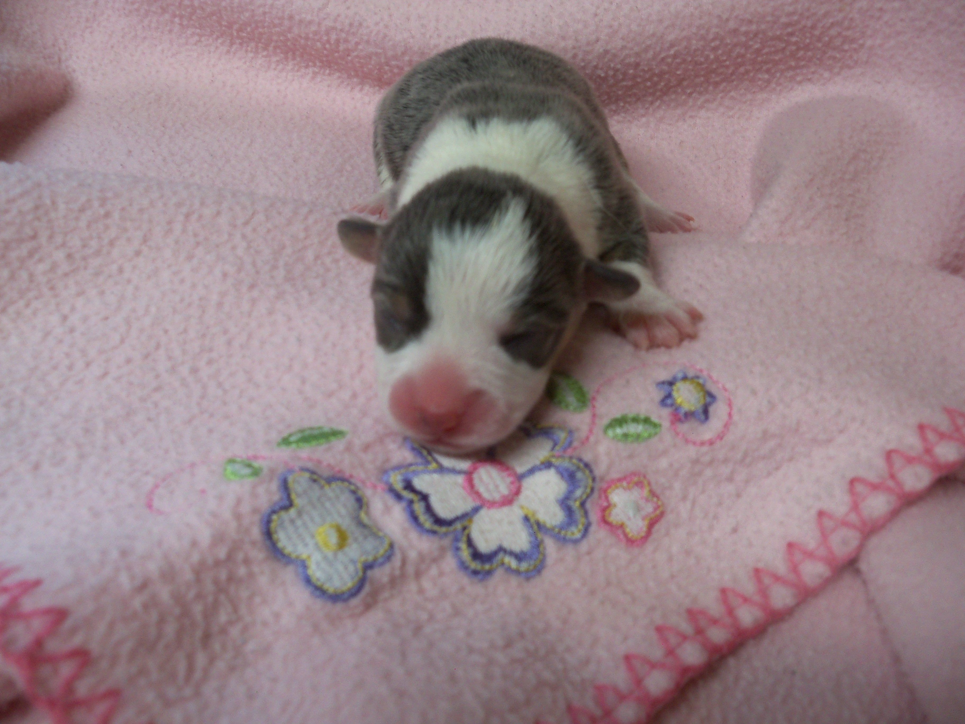 Denim....Bluie – Pembroke Welsh Corgi puppy for sale in Zanesville, OH