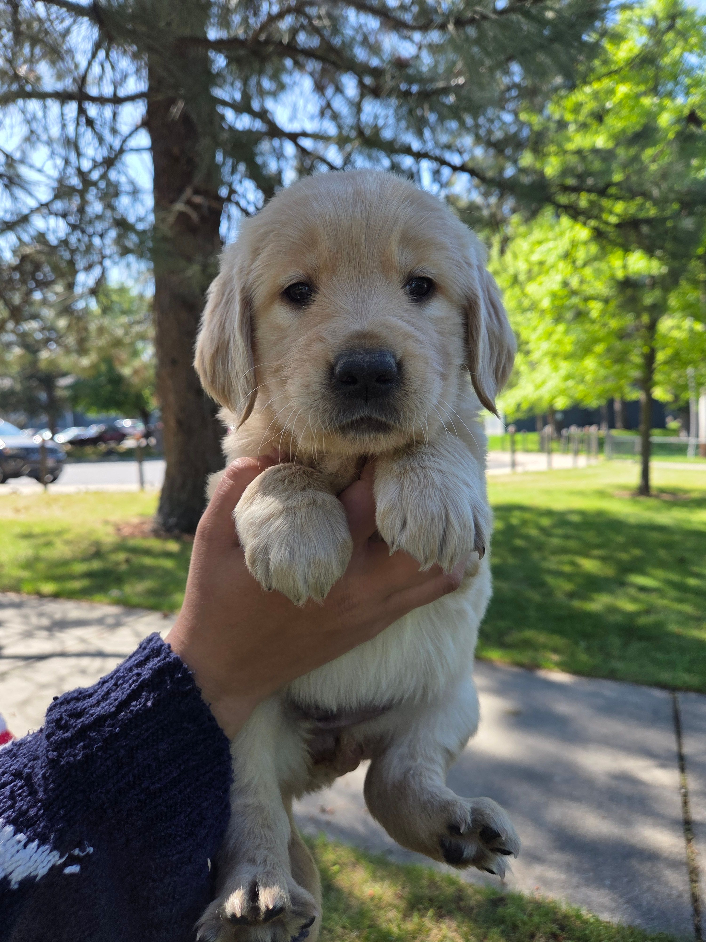 Ms. Purple – Golden Retriever puppy for sale in Chewelah, WA