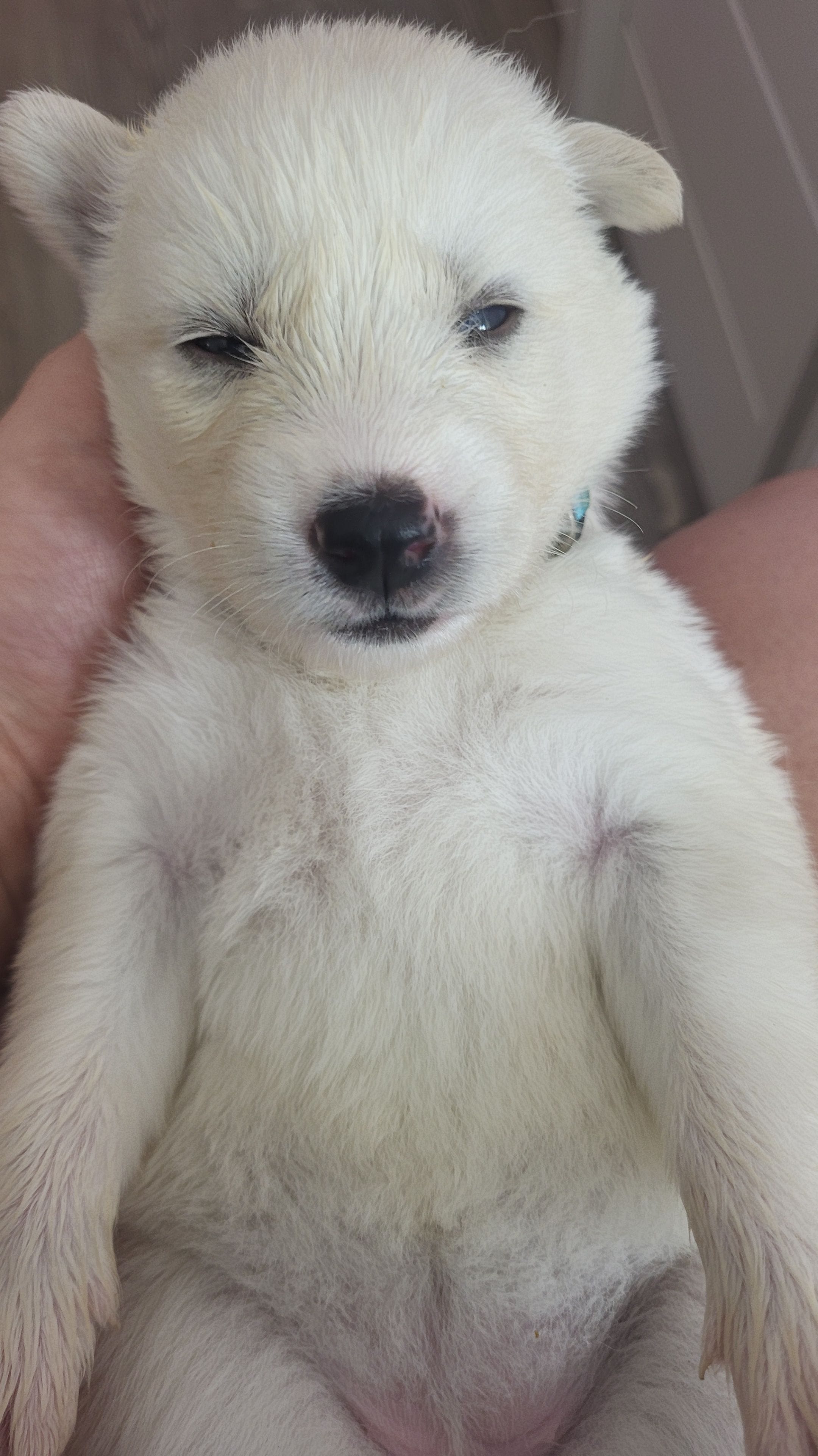 Winter, a female Siberian Husky for sale in Swansea, IL – Photo 3 of 6