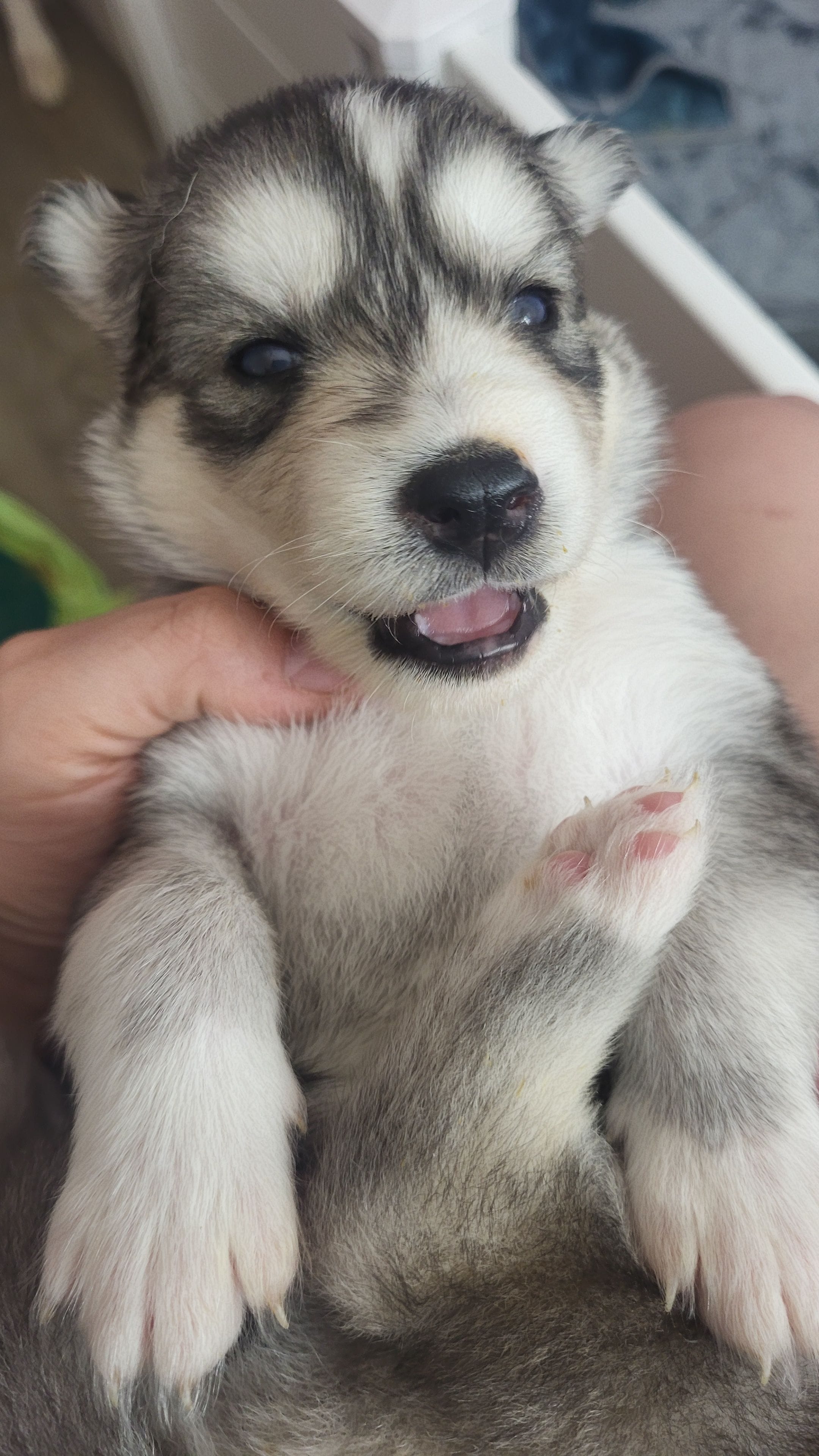 Cersei, a female Siberian Husky for sale in Swansea, IL – Photo 4 of 5