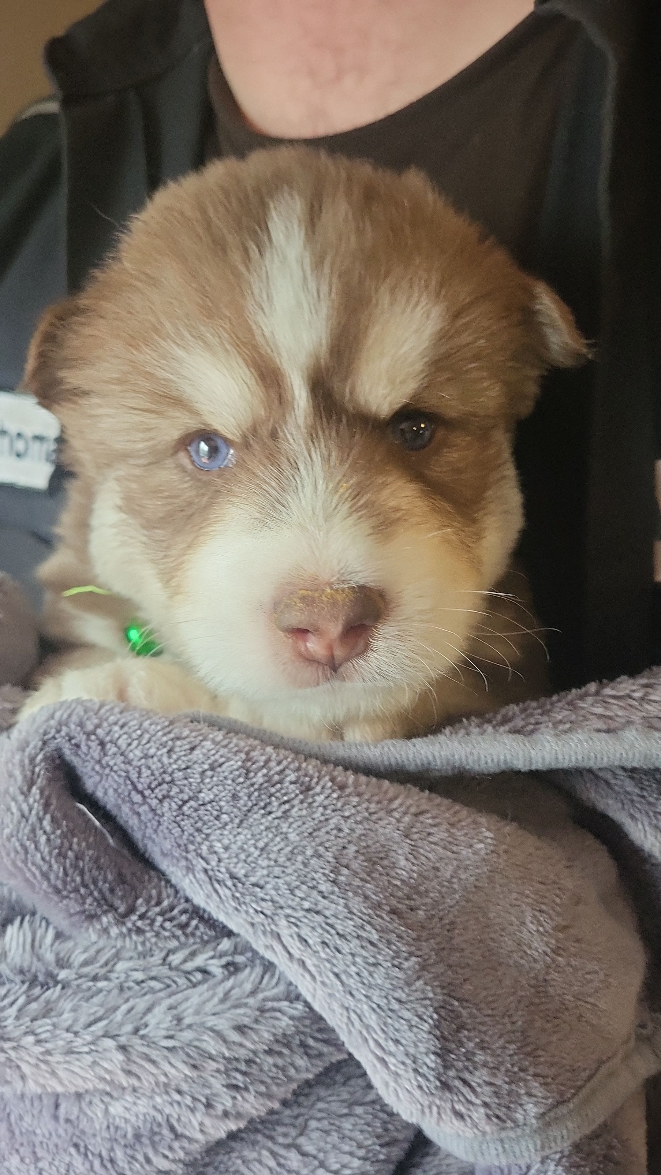 Orion – Siberian Husky puppy for sale in Swansea, IL