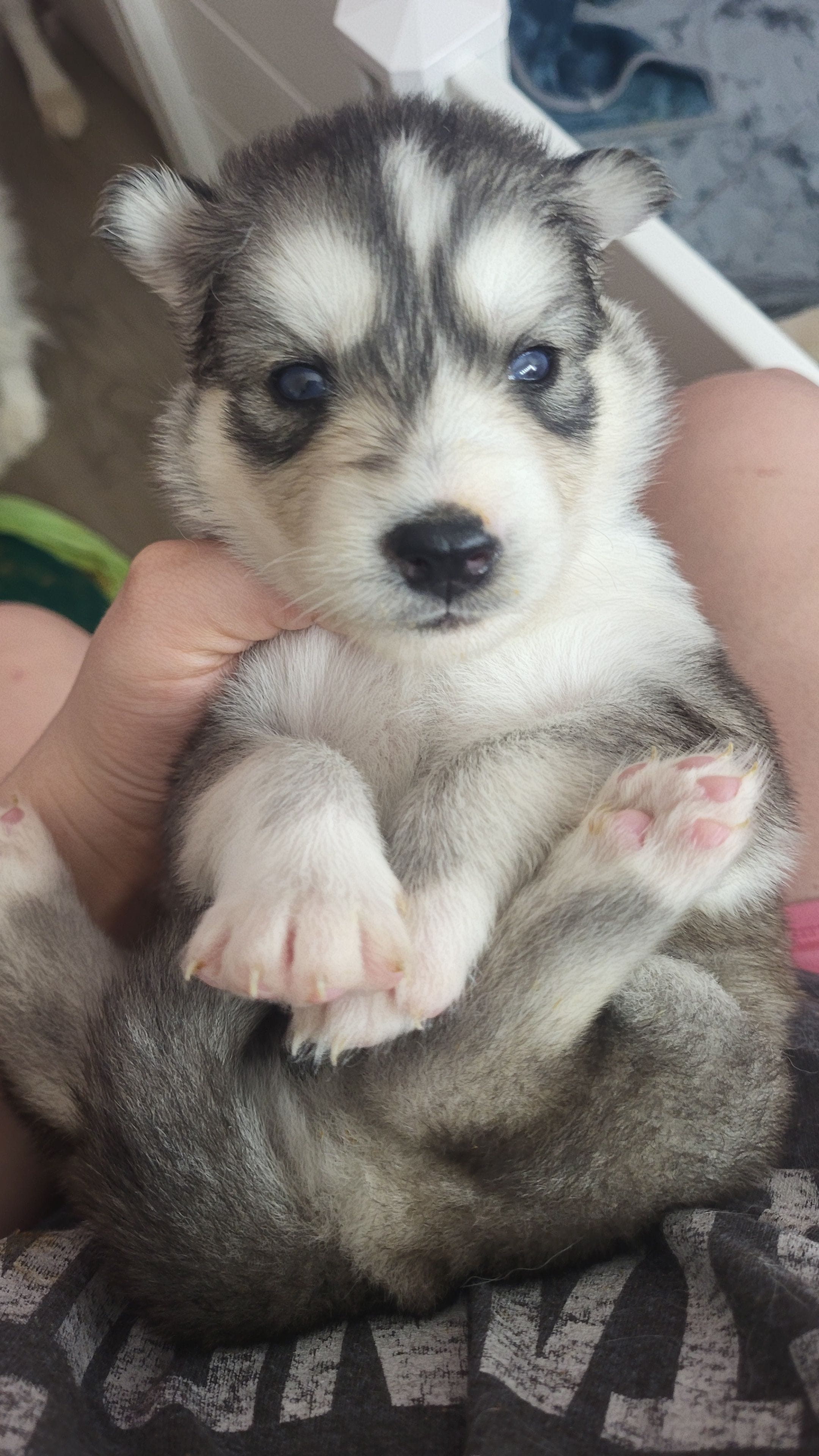 Cersei – Siberian Husky puppy for sale in Swansea, IL