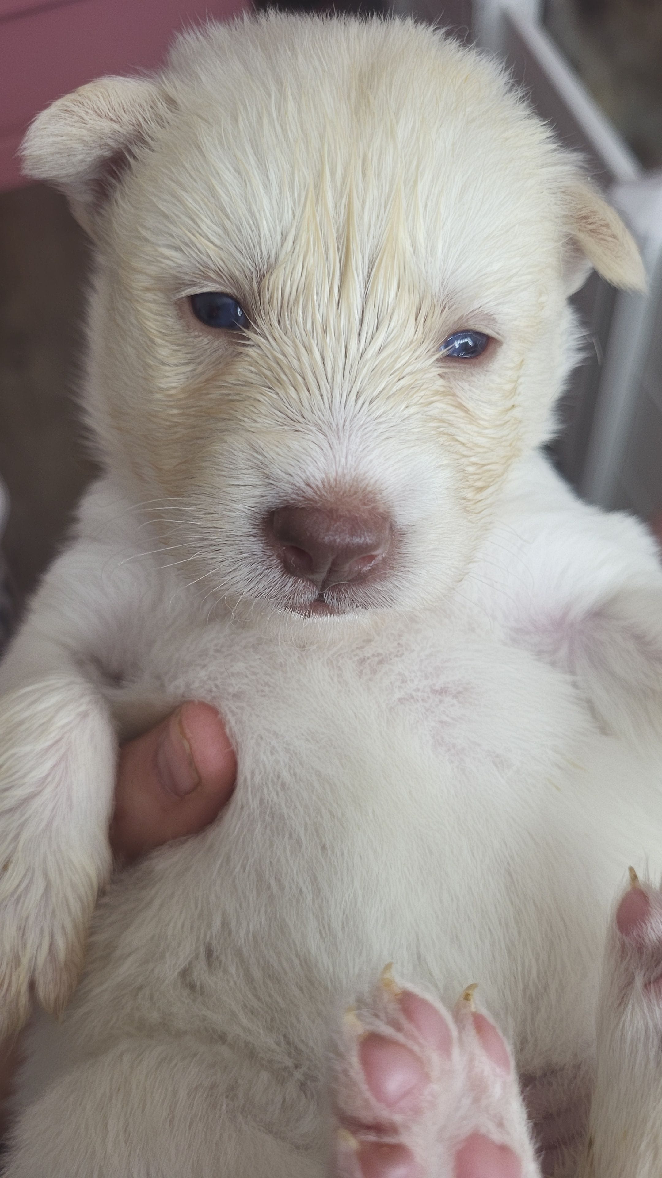 Daenerys – Siberian Husky puppy for sale in Swansea, IL