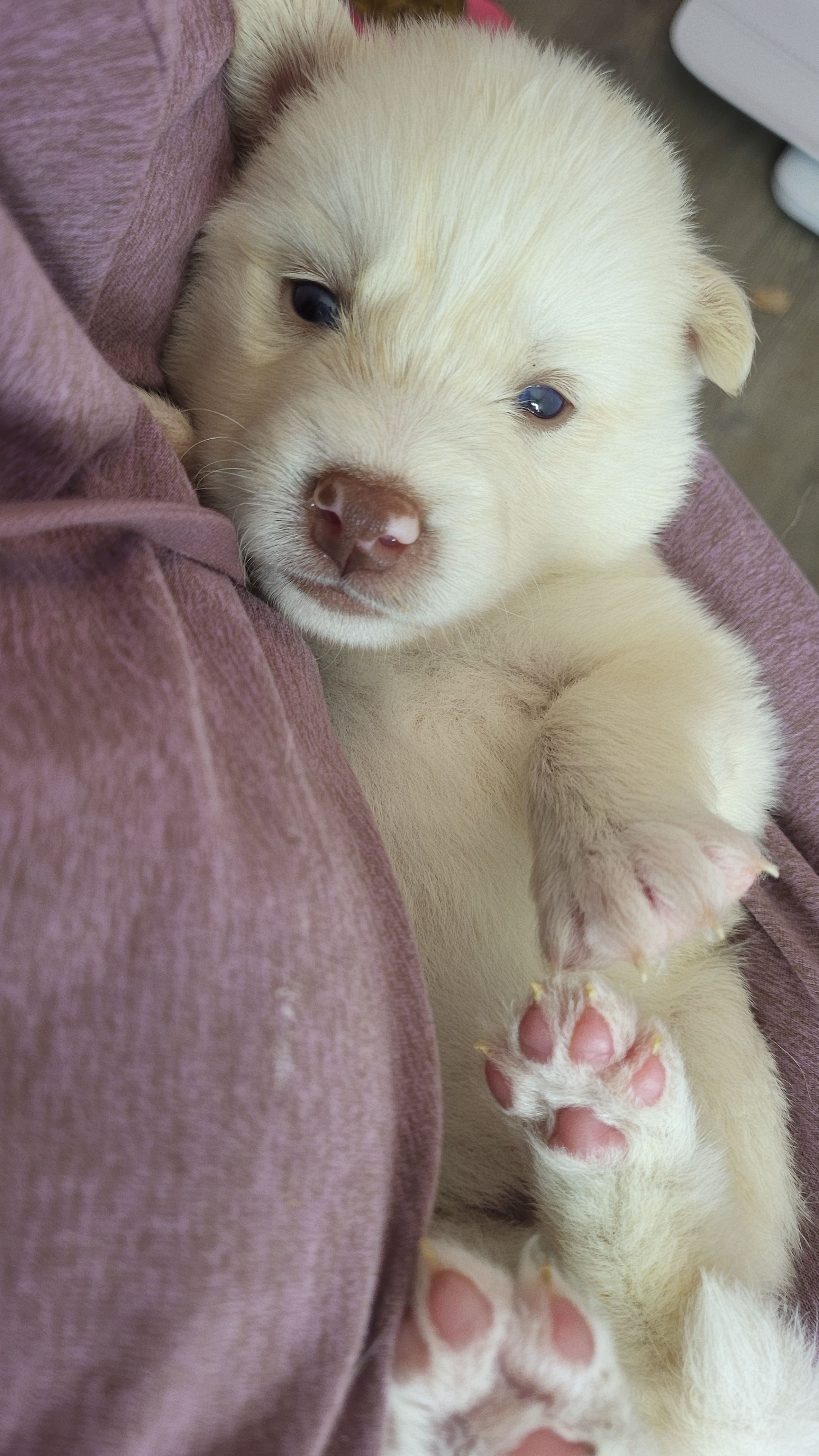 Ghost – Siberian Husky puppy for sale in Swansea, IL