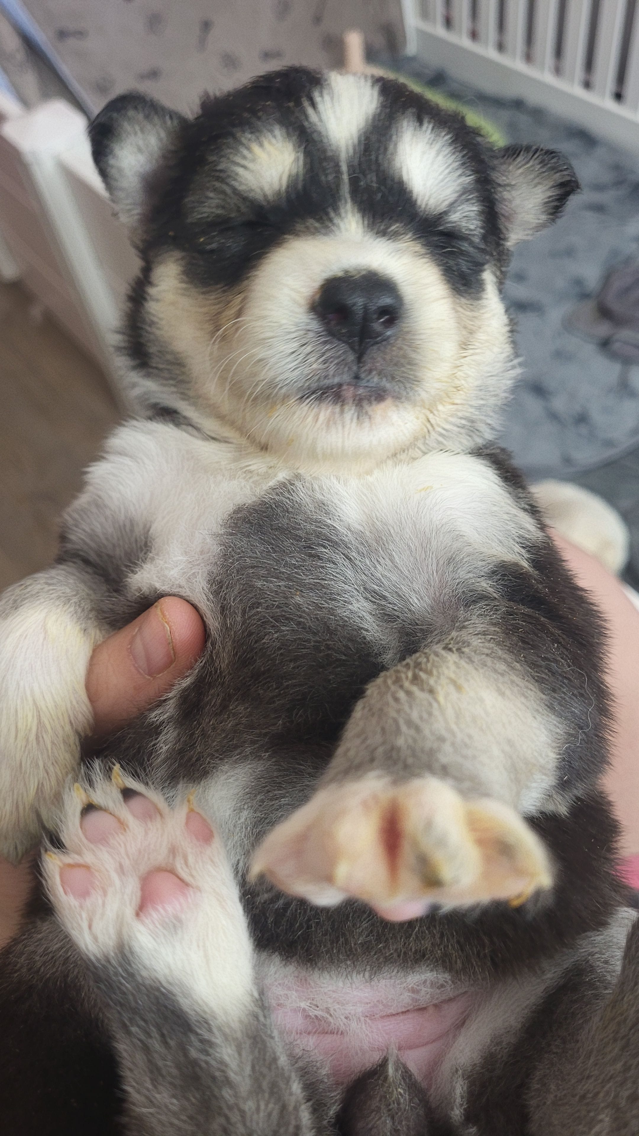 Sansa, a female Siberian Husky for sale in Swansea, IL – Photo 4 of 5