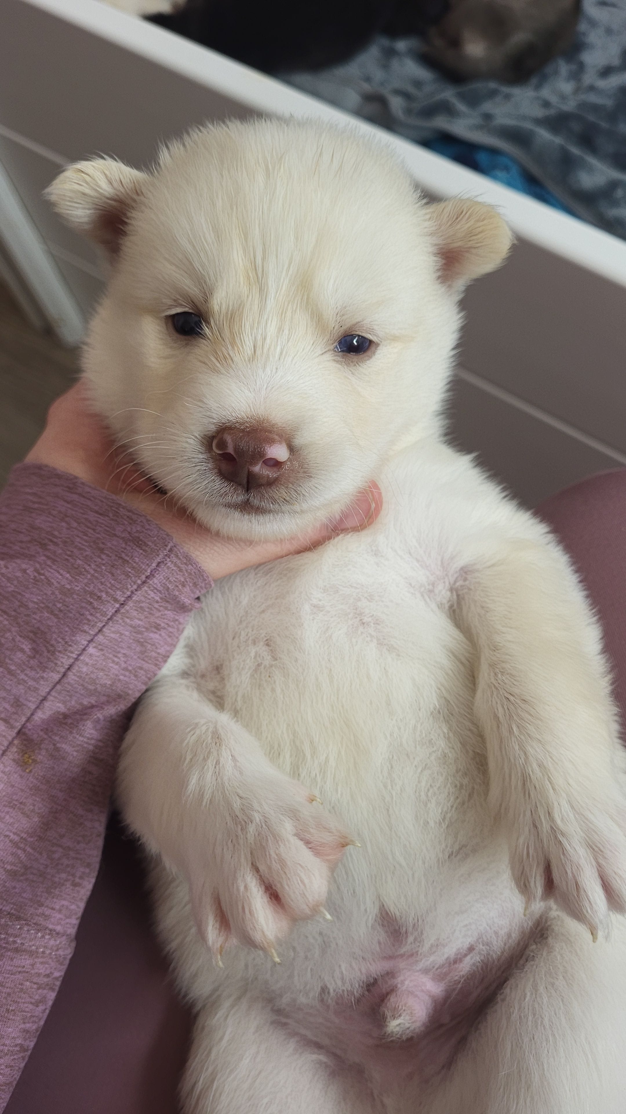 Ghost, a male Siberian Husky for sale in Swansea, IL – Photo 3 of 5