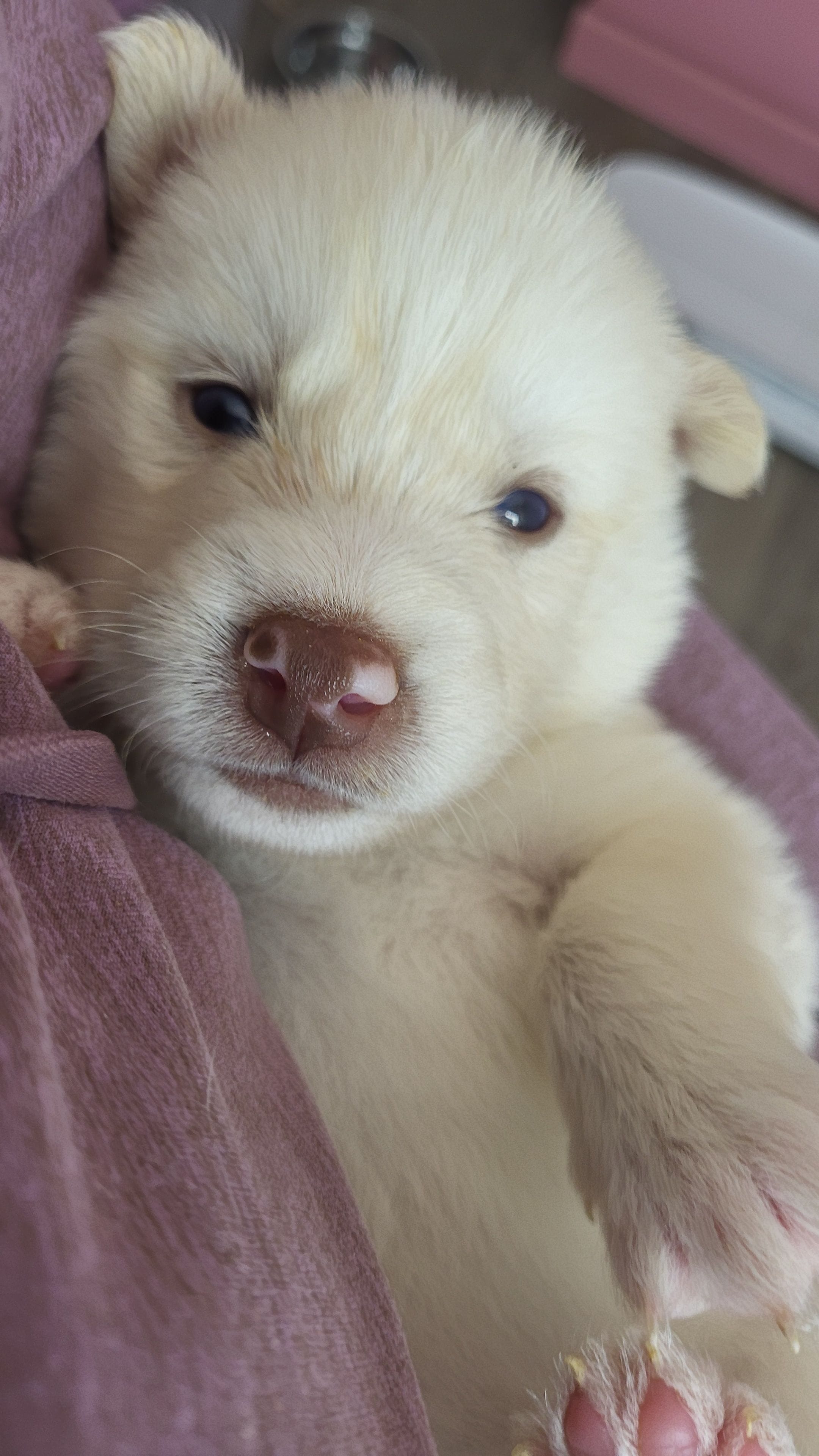 Ghost, a male Siberian Husky for sale in Swansea, IL – Photo 2 of 5